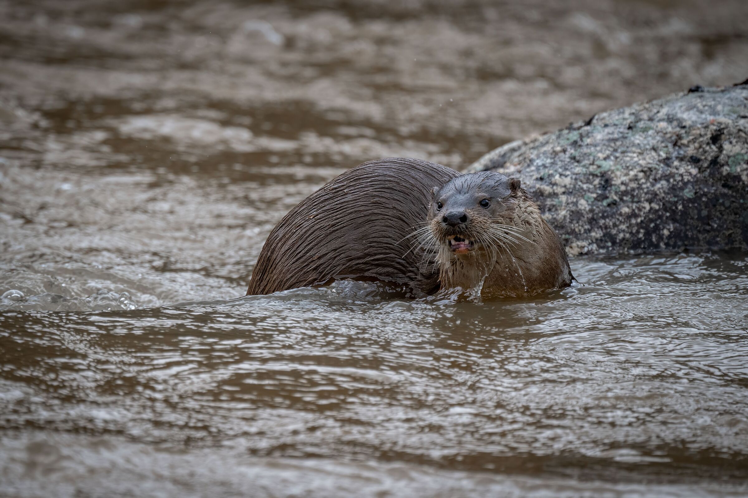 Otter: the queen of the Jandula I stream