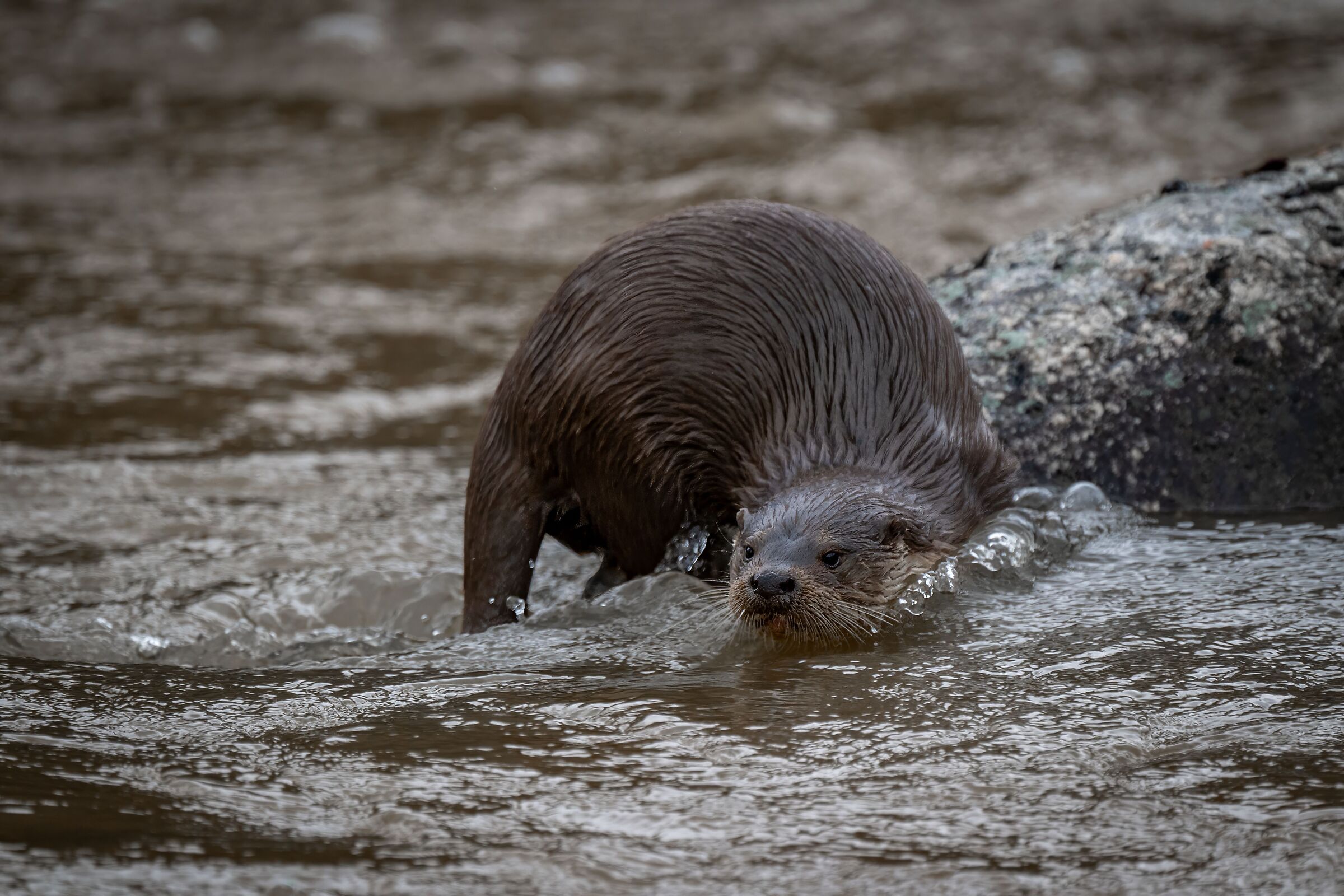 Otter: Queen of the Jandula II Creek