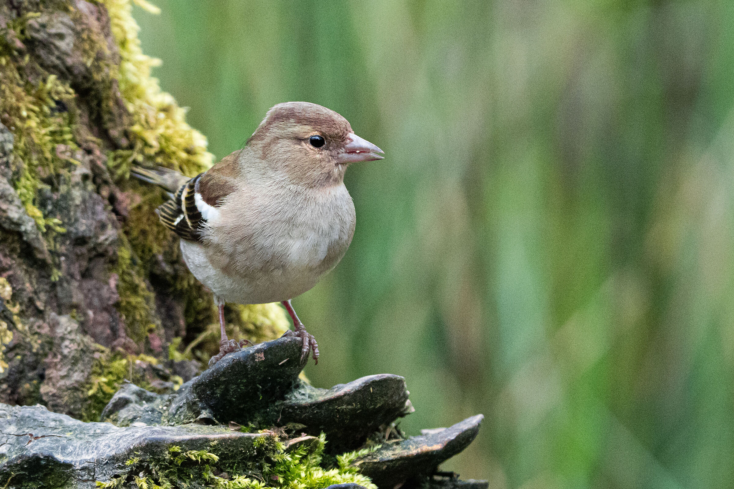 Chaffinch