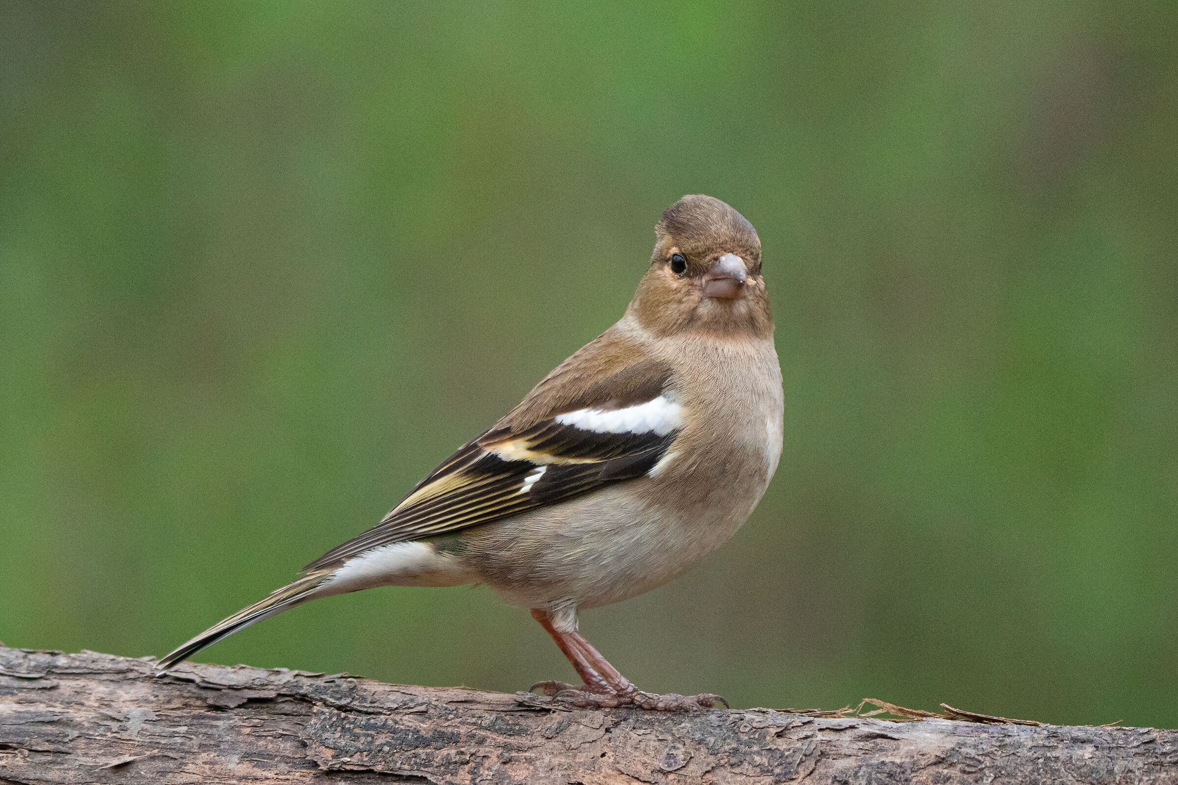 Chaffinch