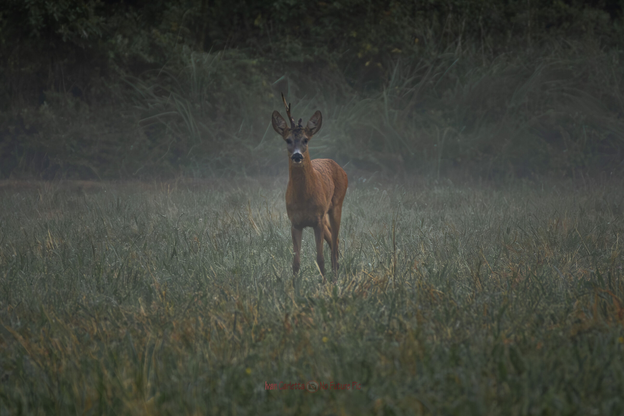 Roe deer in the fog August 2024