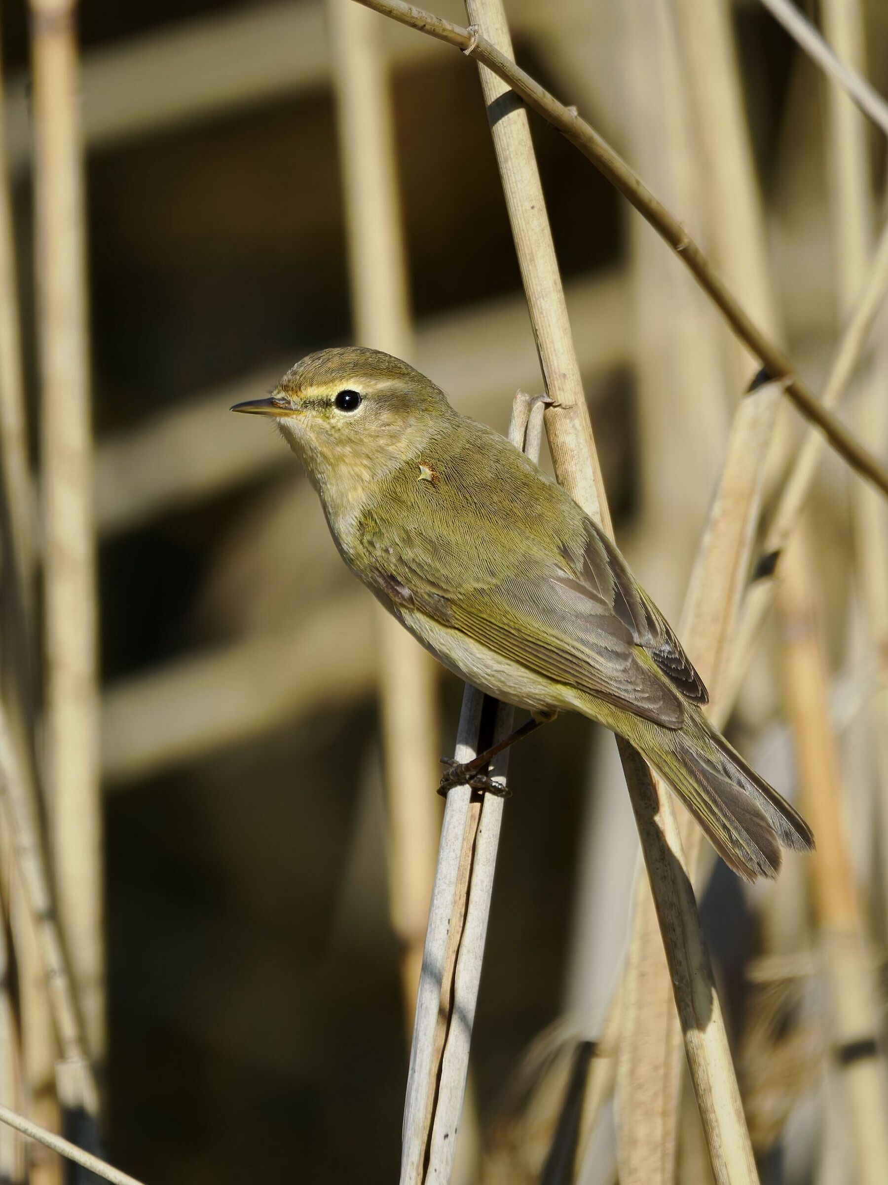 Chiffchaff