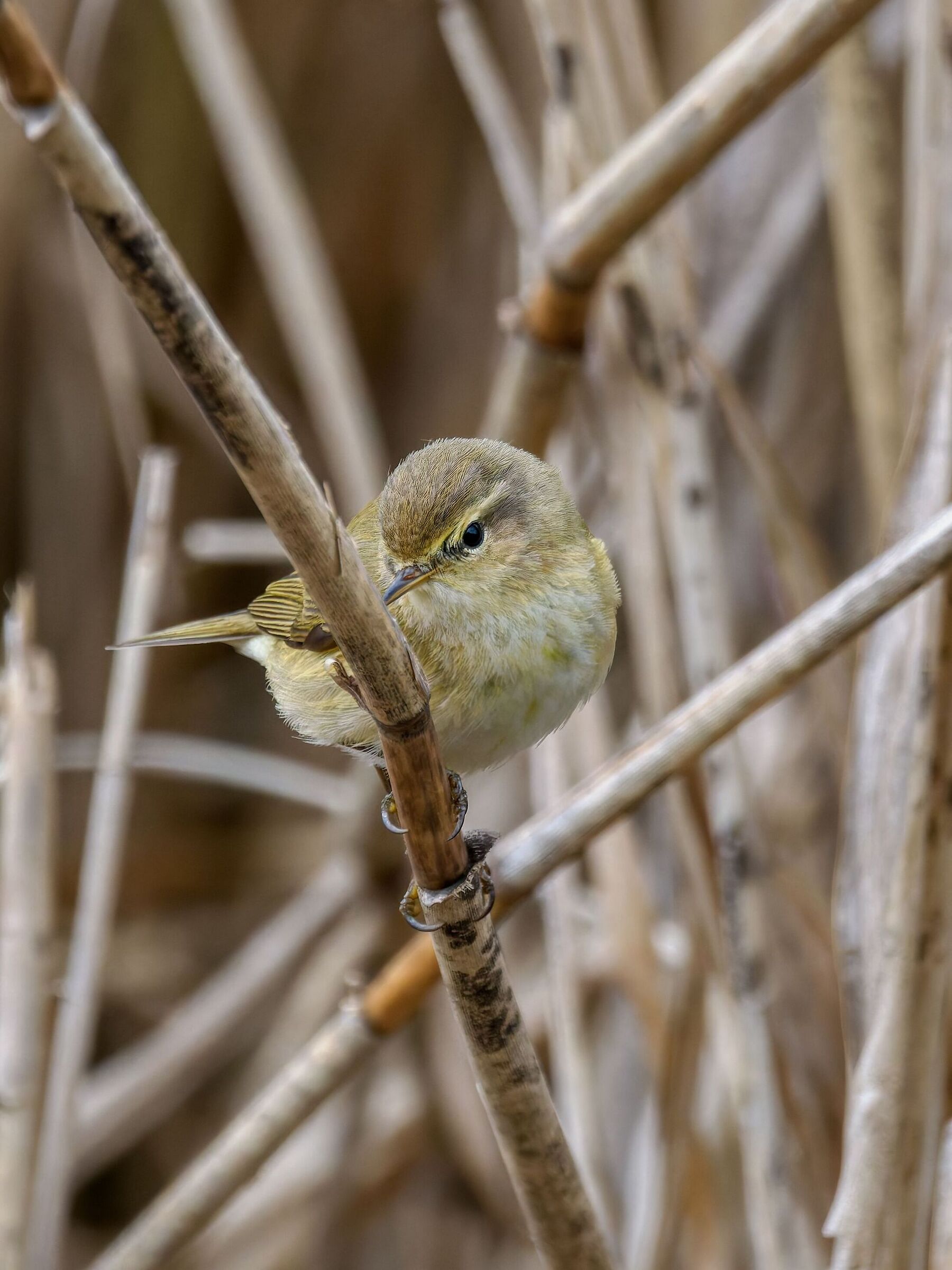 Chiffchaff