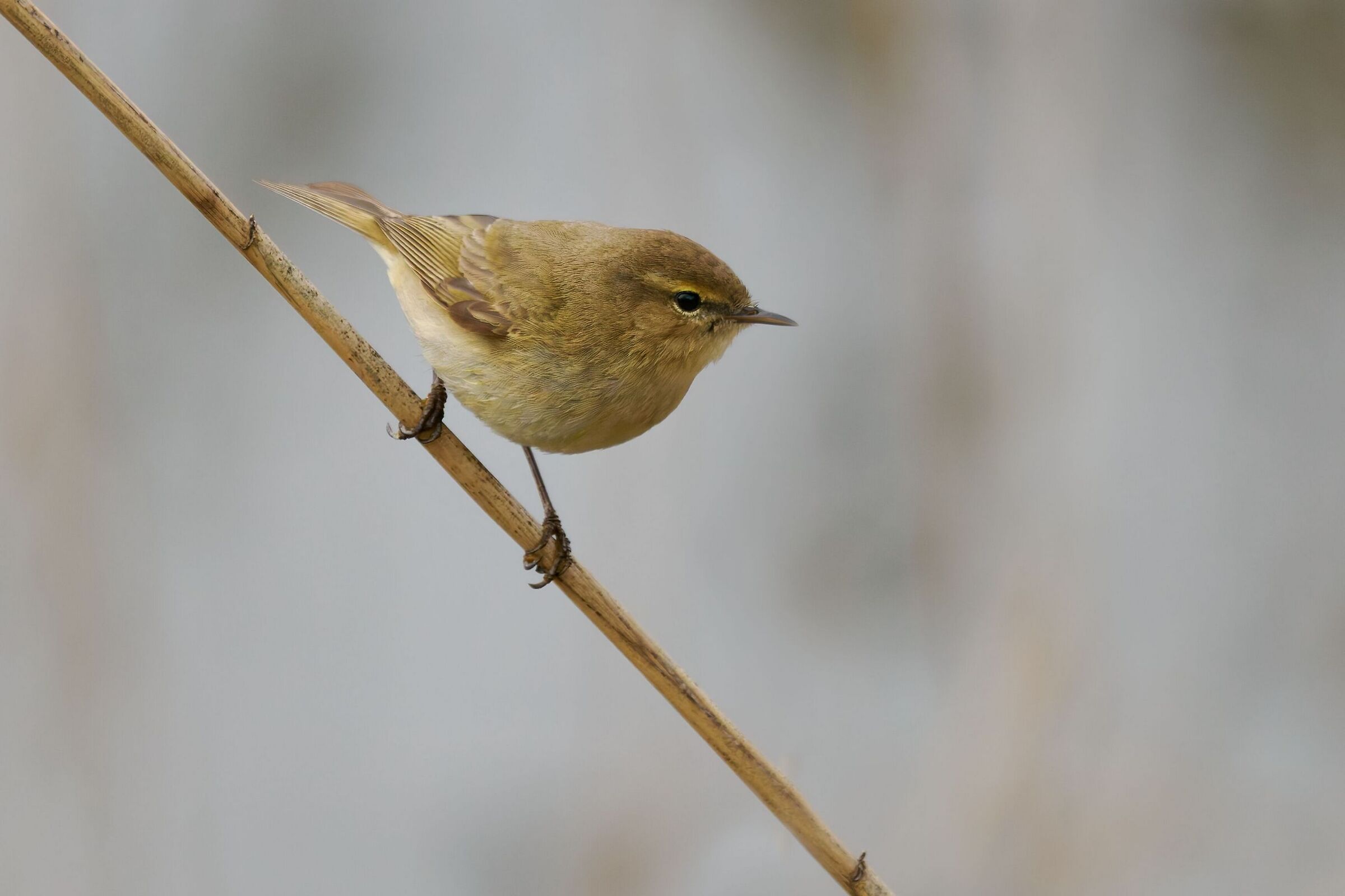 Chiffchaff