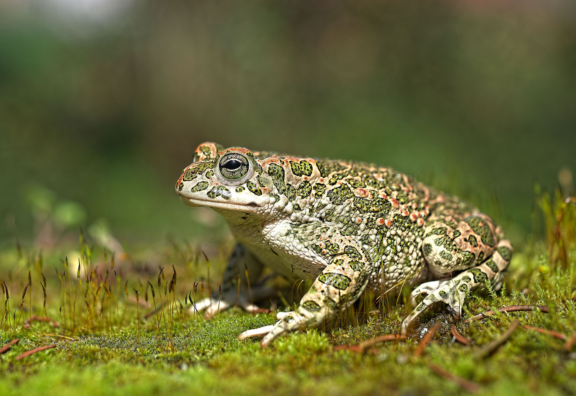 Female emerald toad
