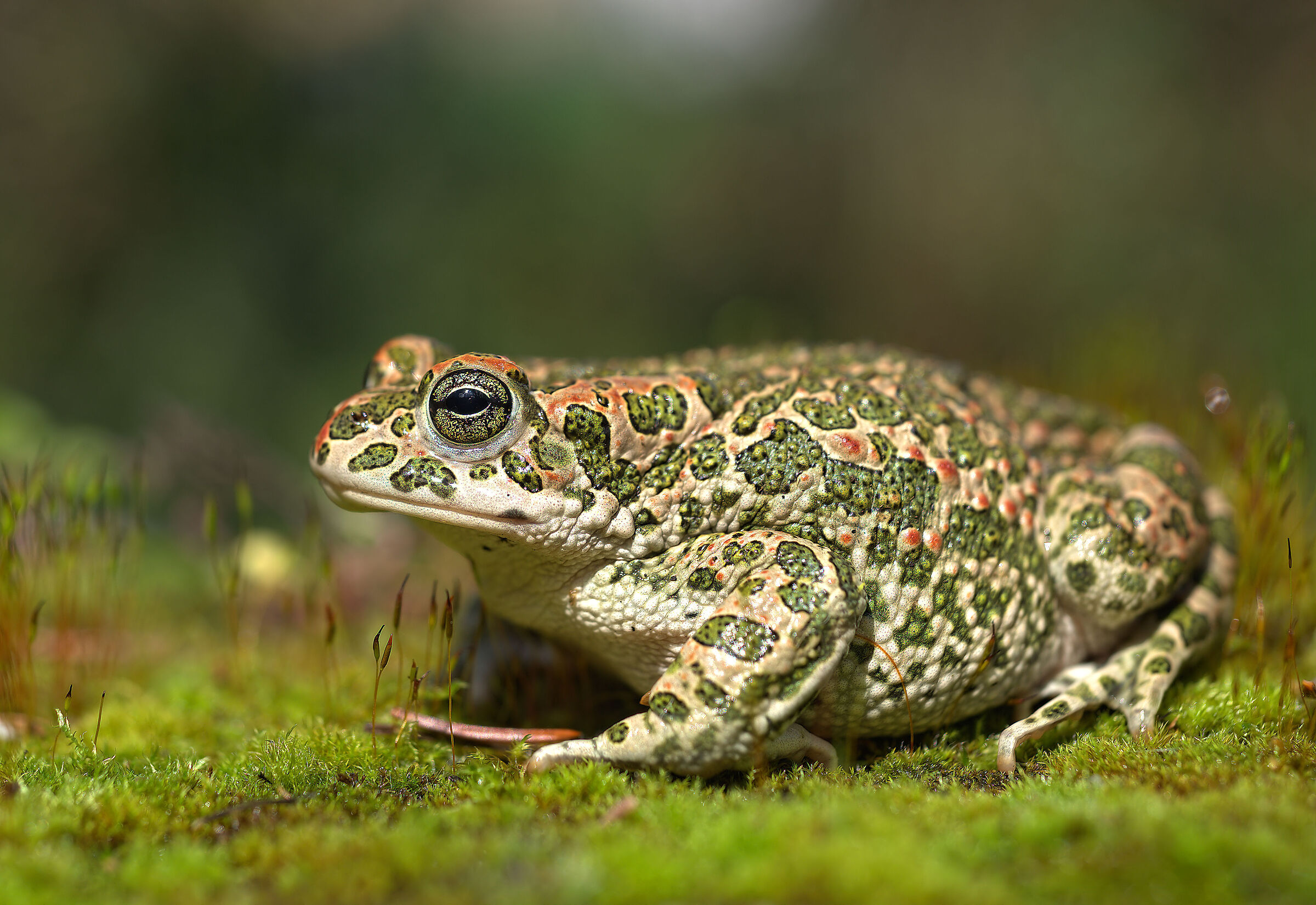Female emerald toad