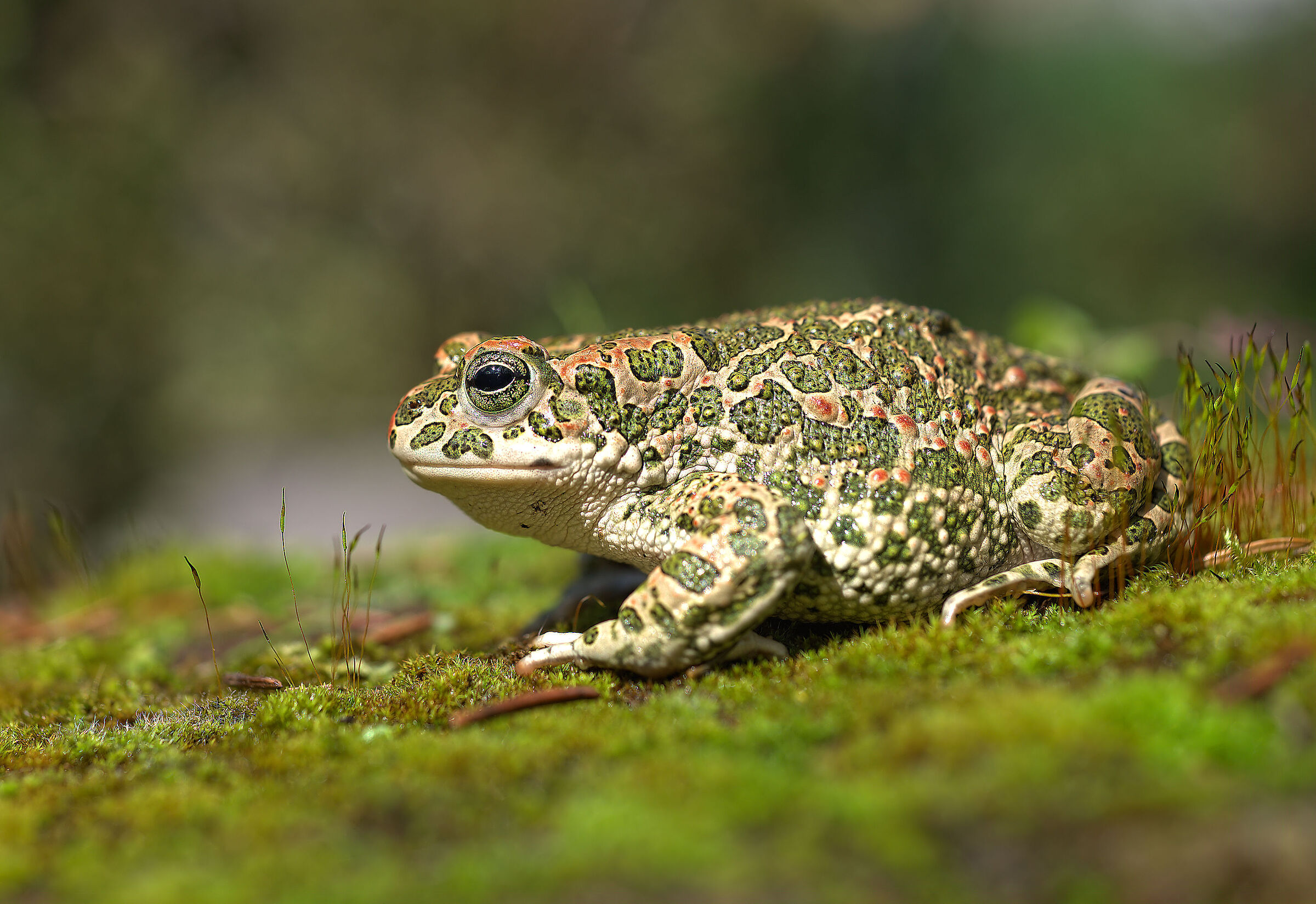 Female emerald toad