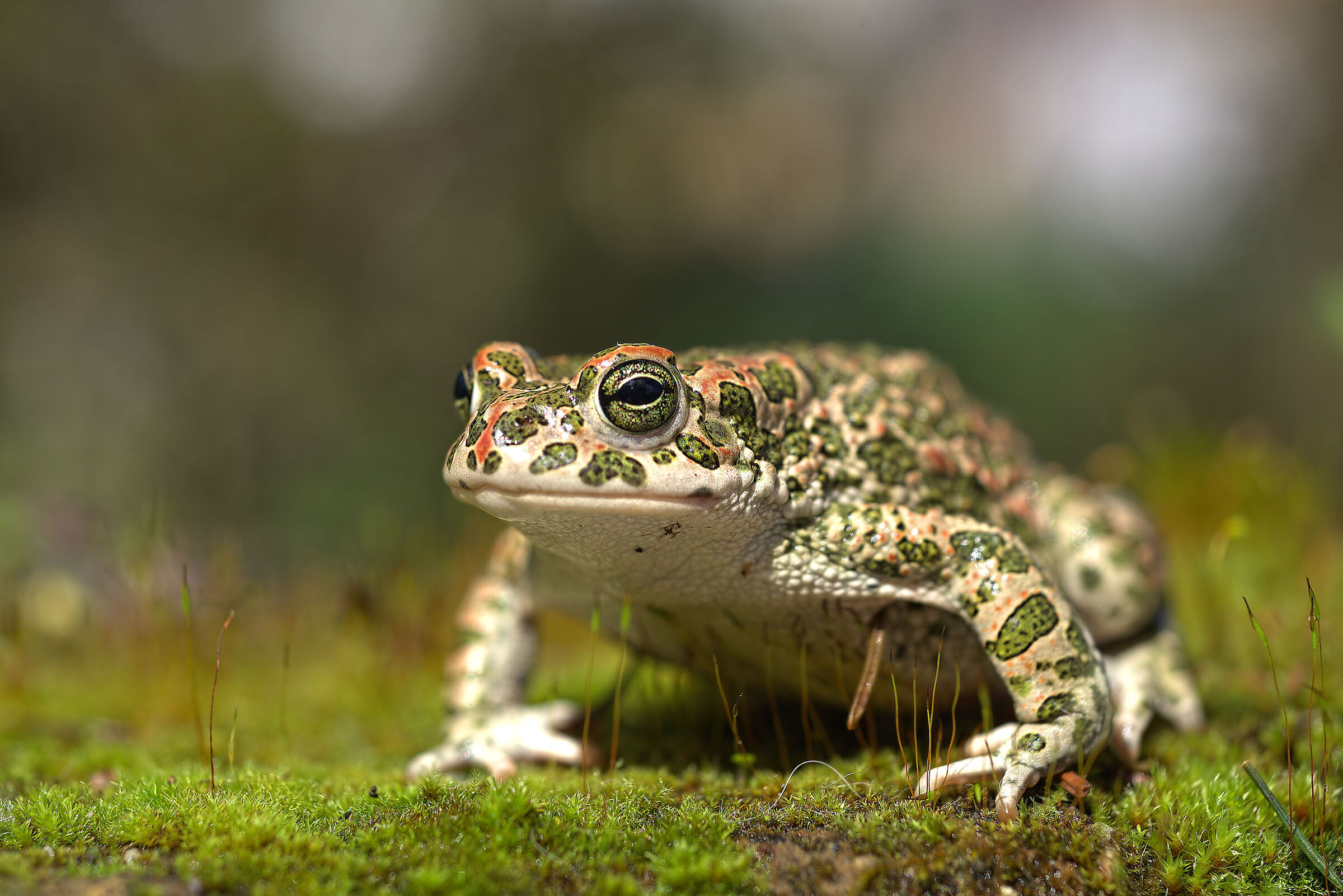 Female emerald toad