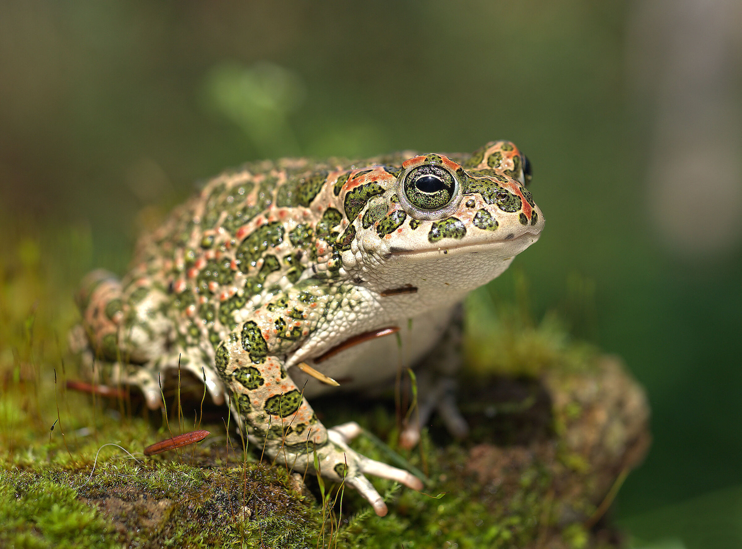 Female emerald toad
