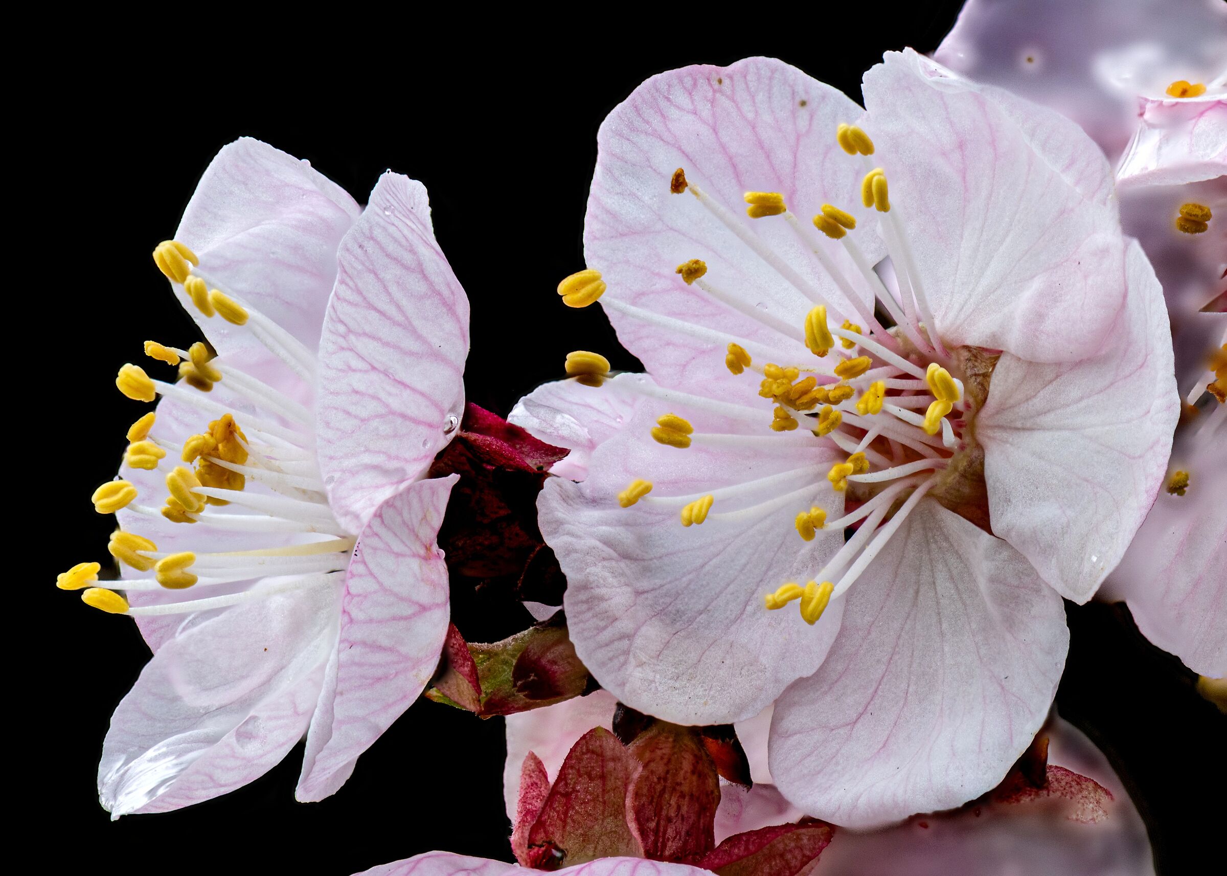 Apricot Blossoms