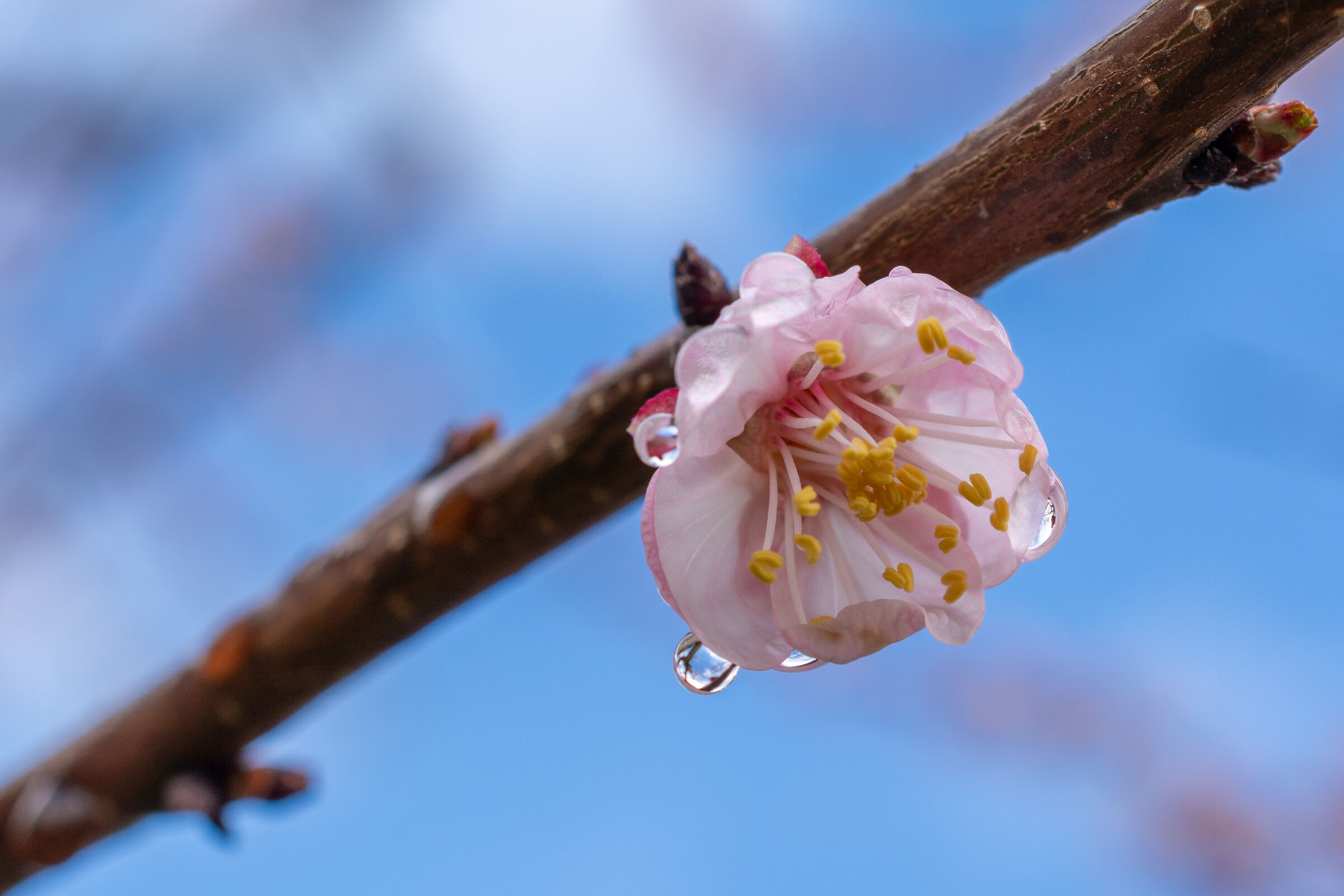 Apricot Blossom