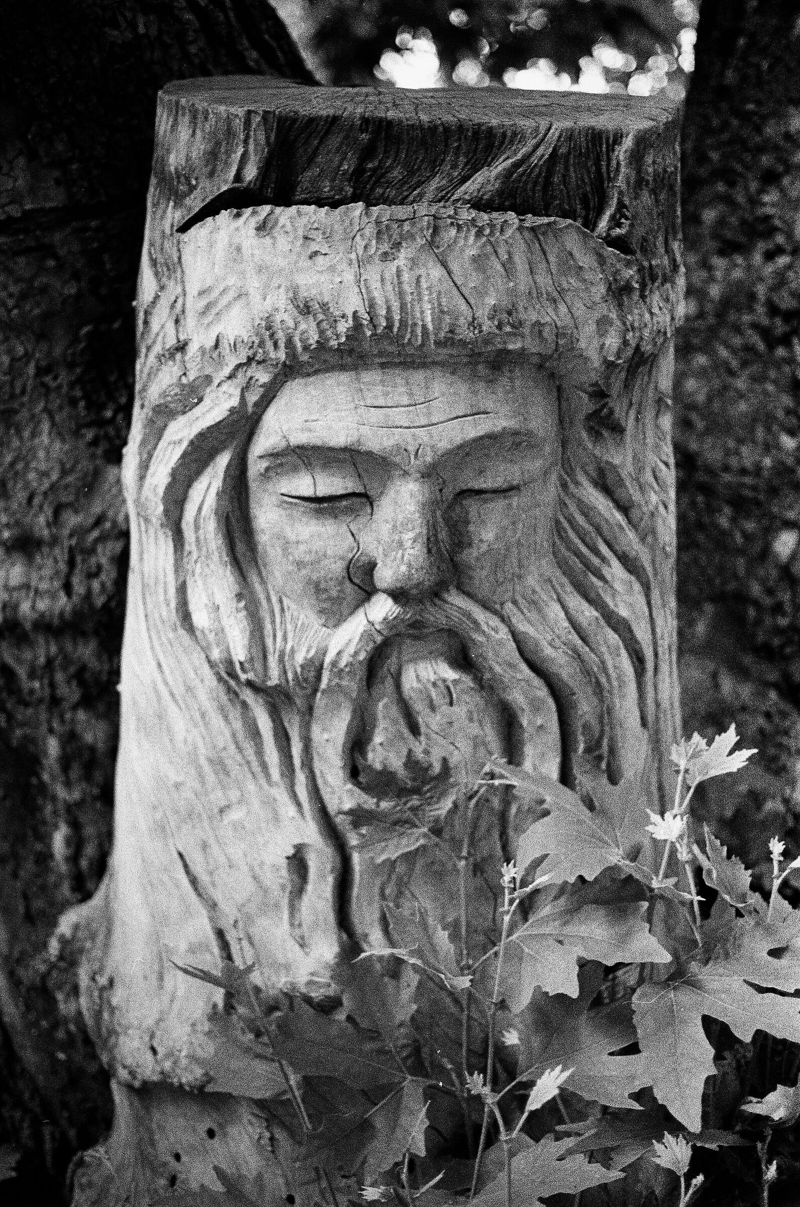 A Tree portrait
