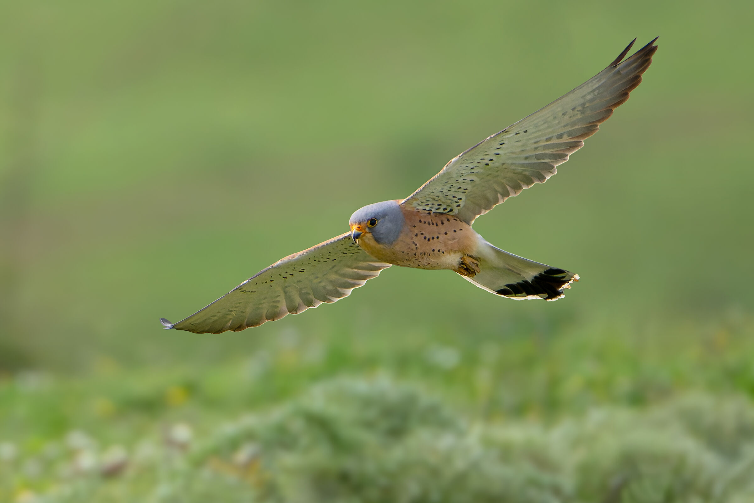 Lesser Kestrel