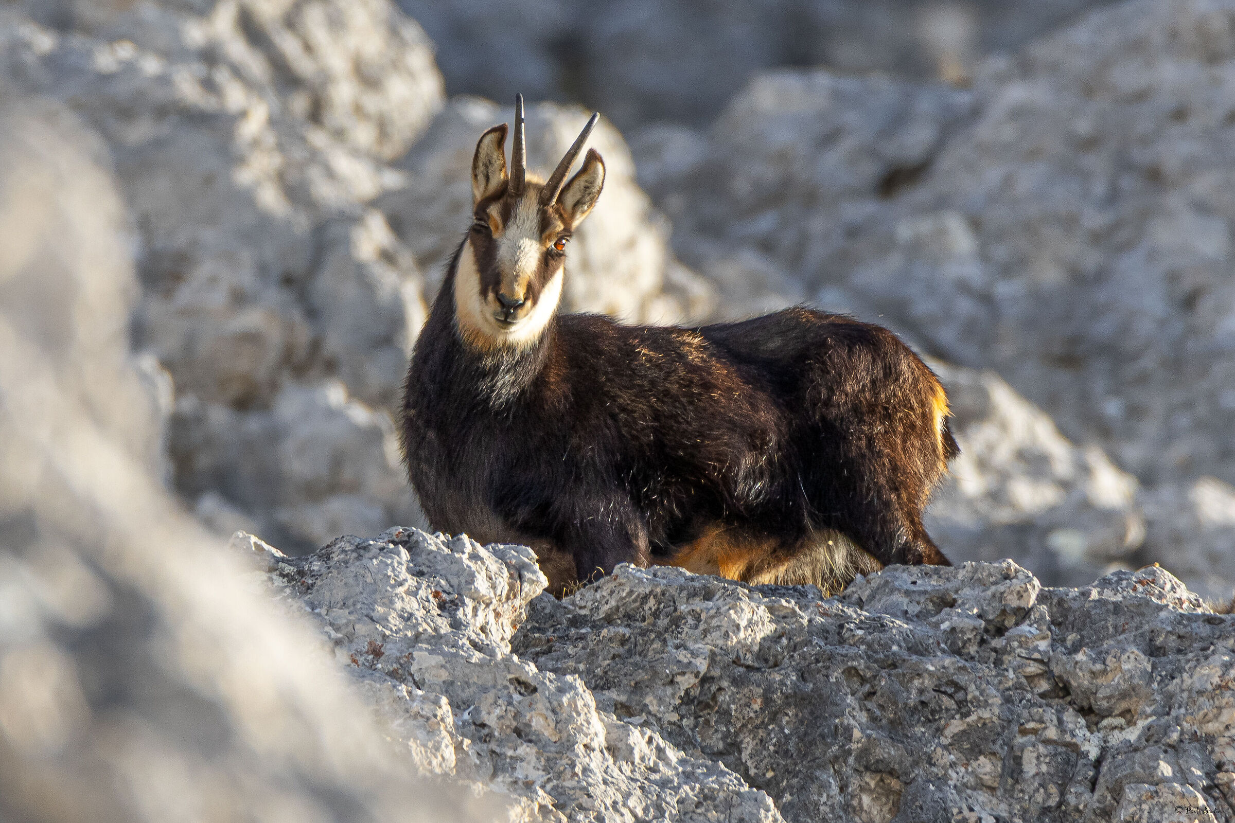Female Alpine Chamois