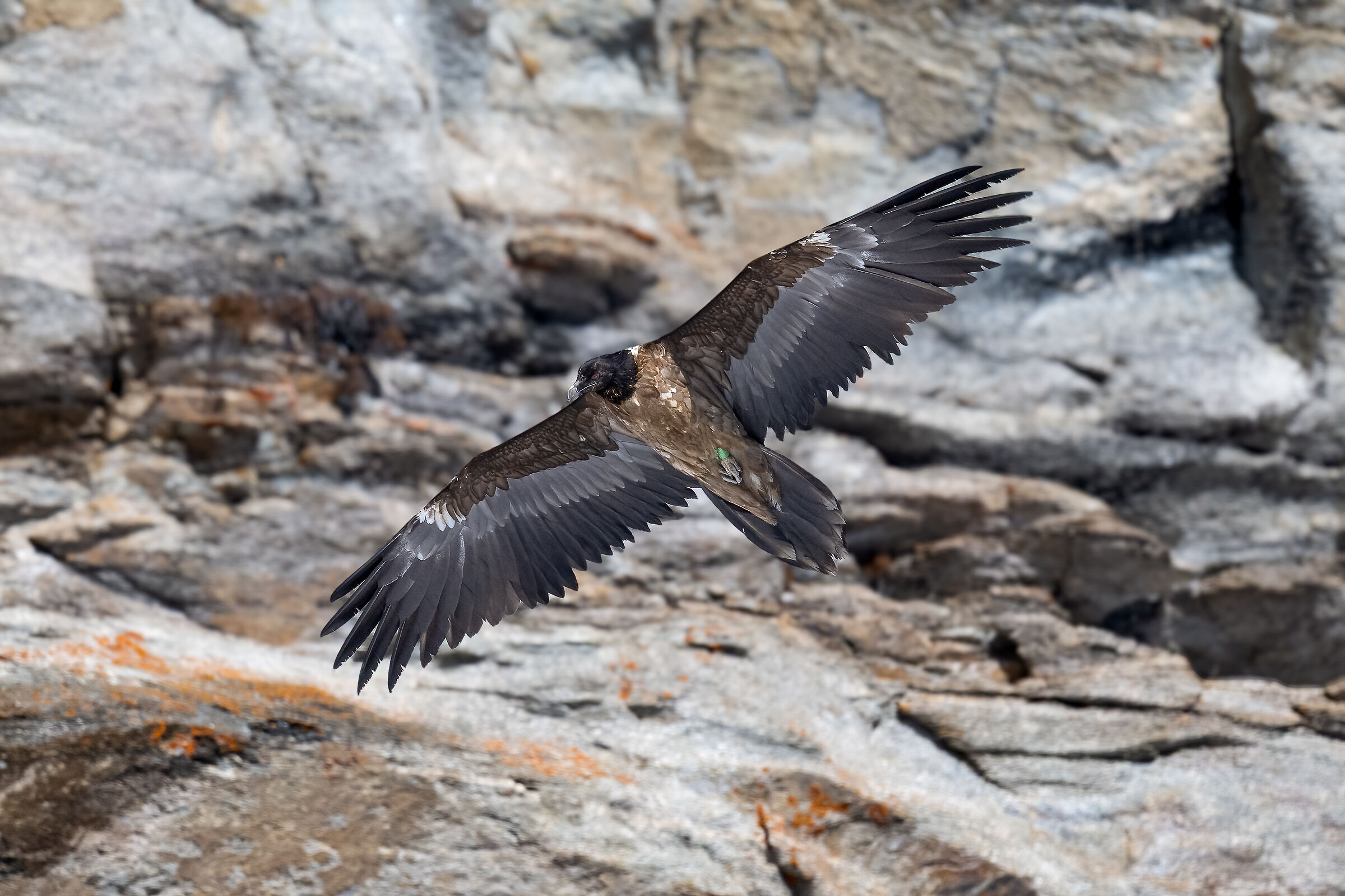 Gypaetus barbatus - Gran Paradiso National Park