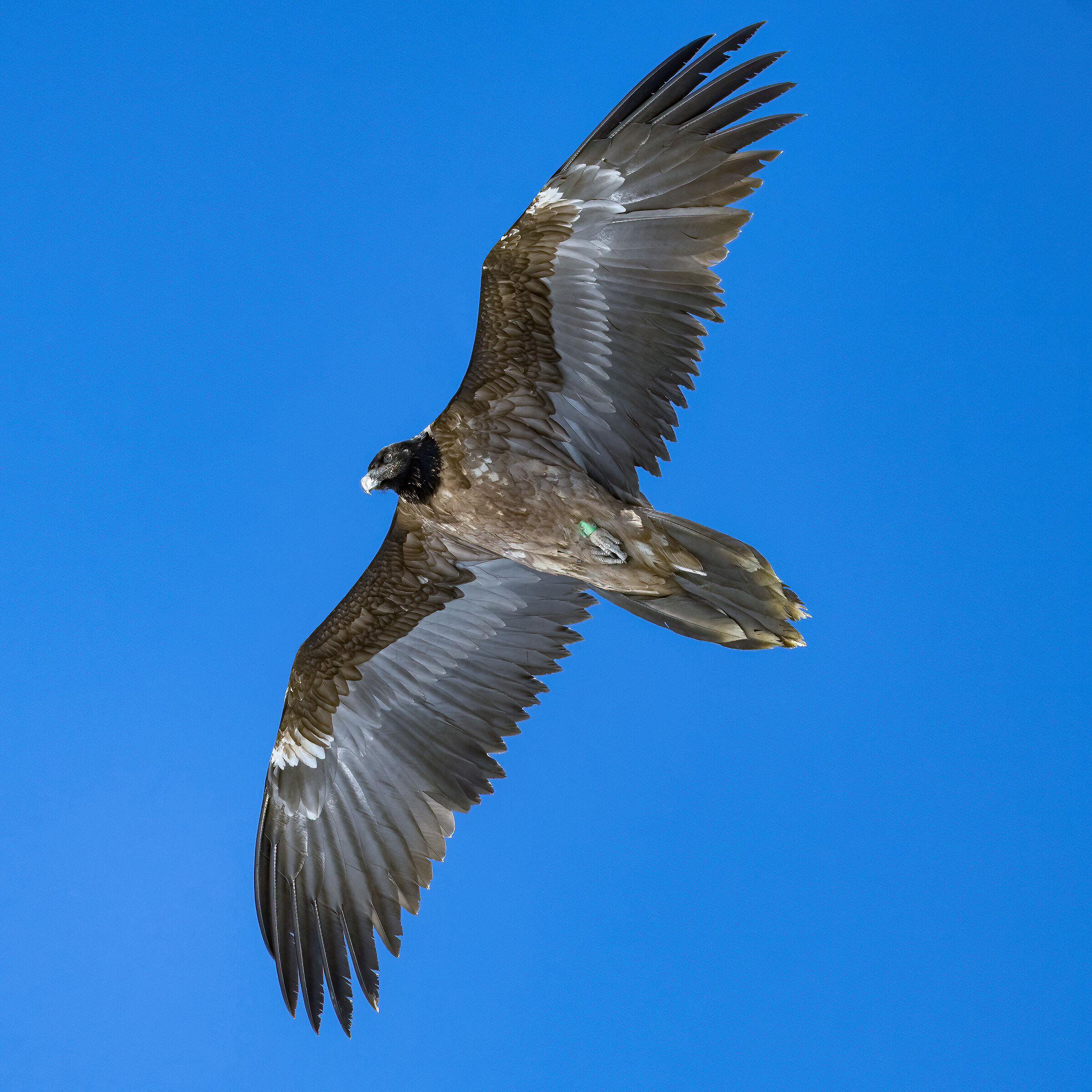 Gypaetus barbatus - Gran Paradiso National Park