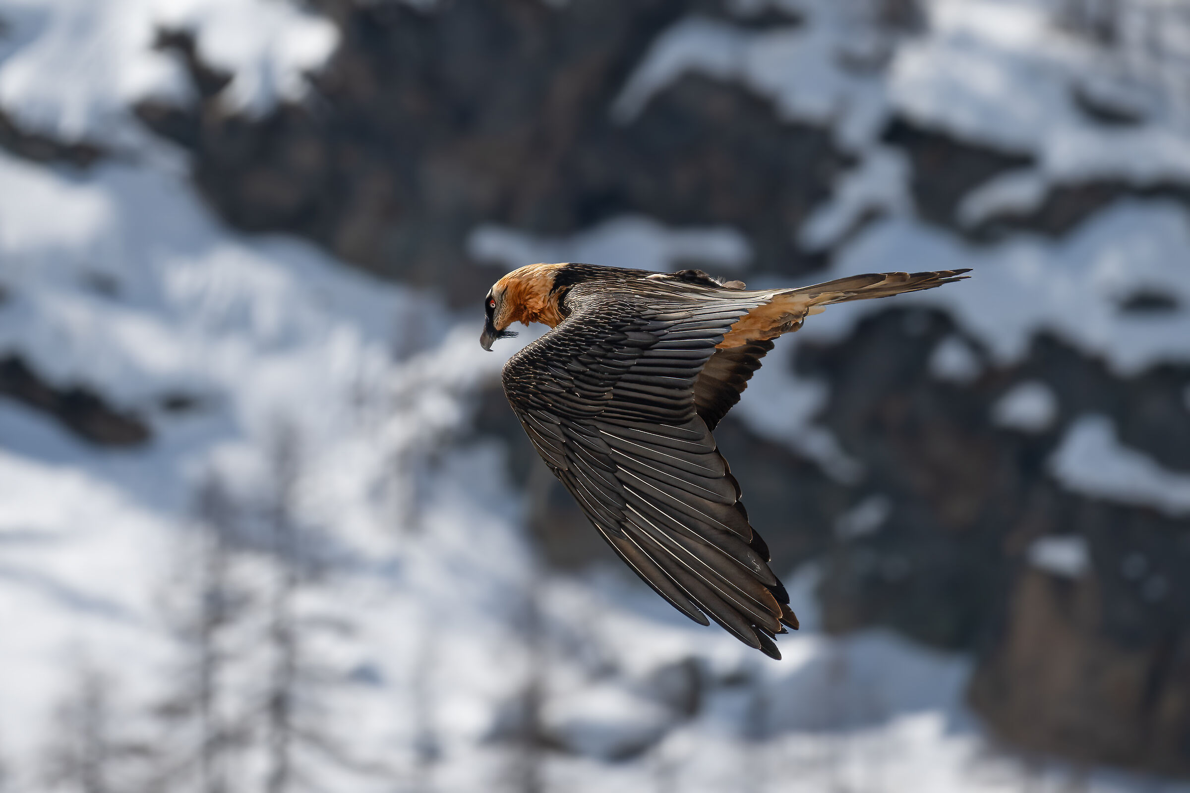 Gypaetus barbatus - Gran Paradiso National Park