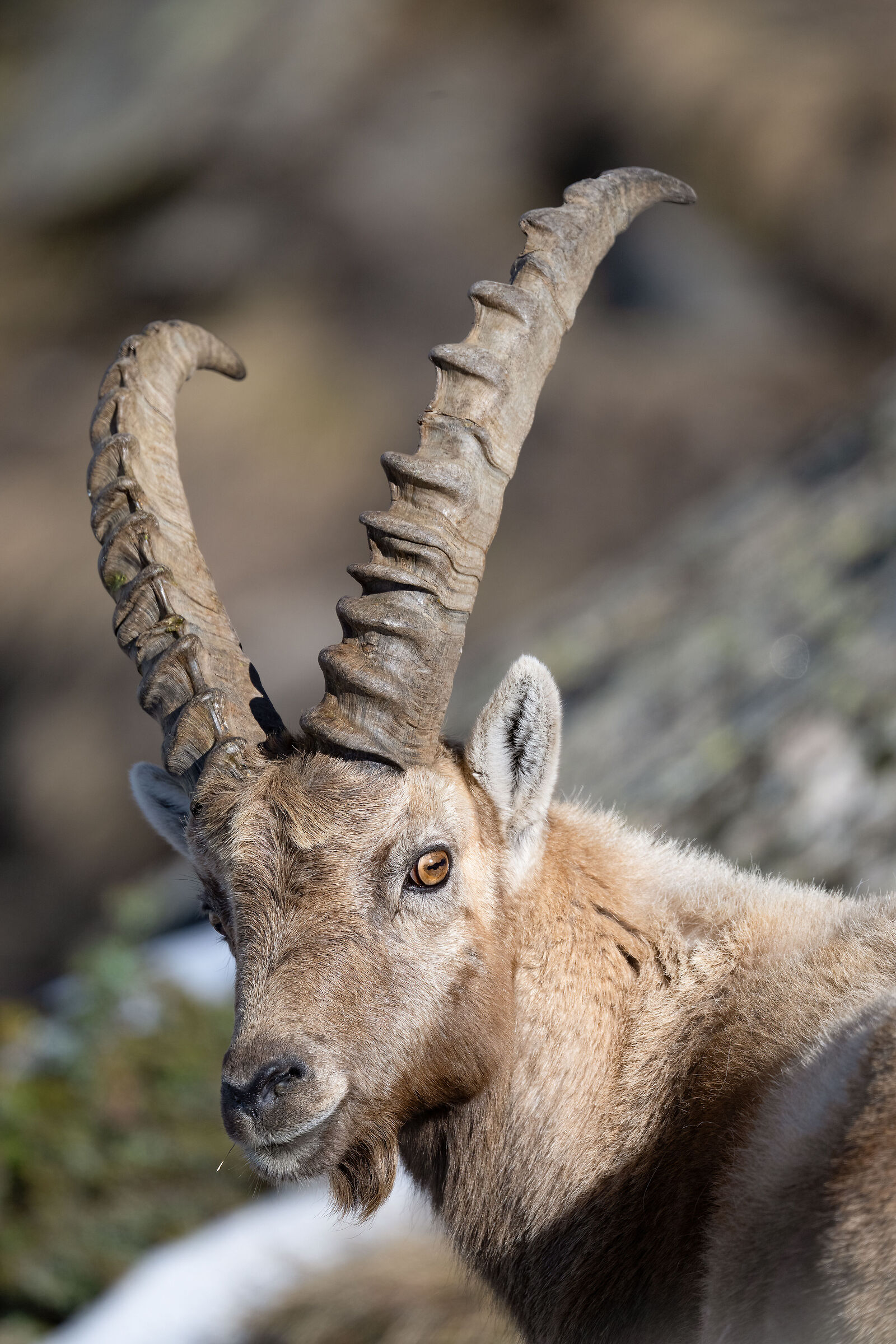 Ibex - Gran Paradiso National Park