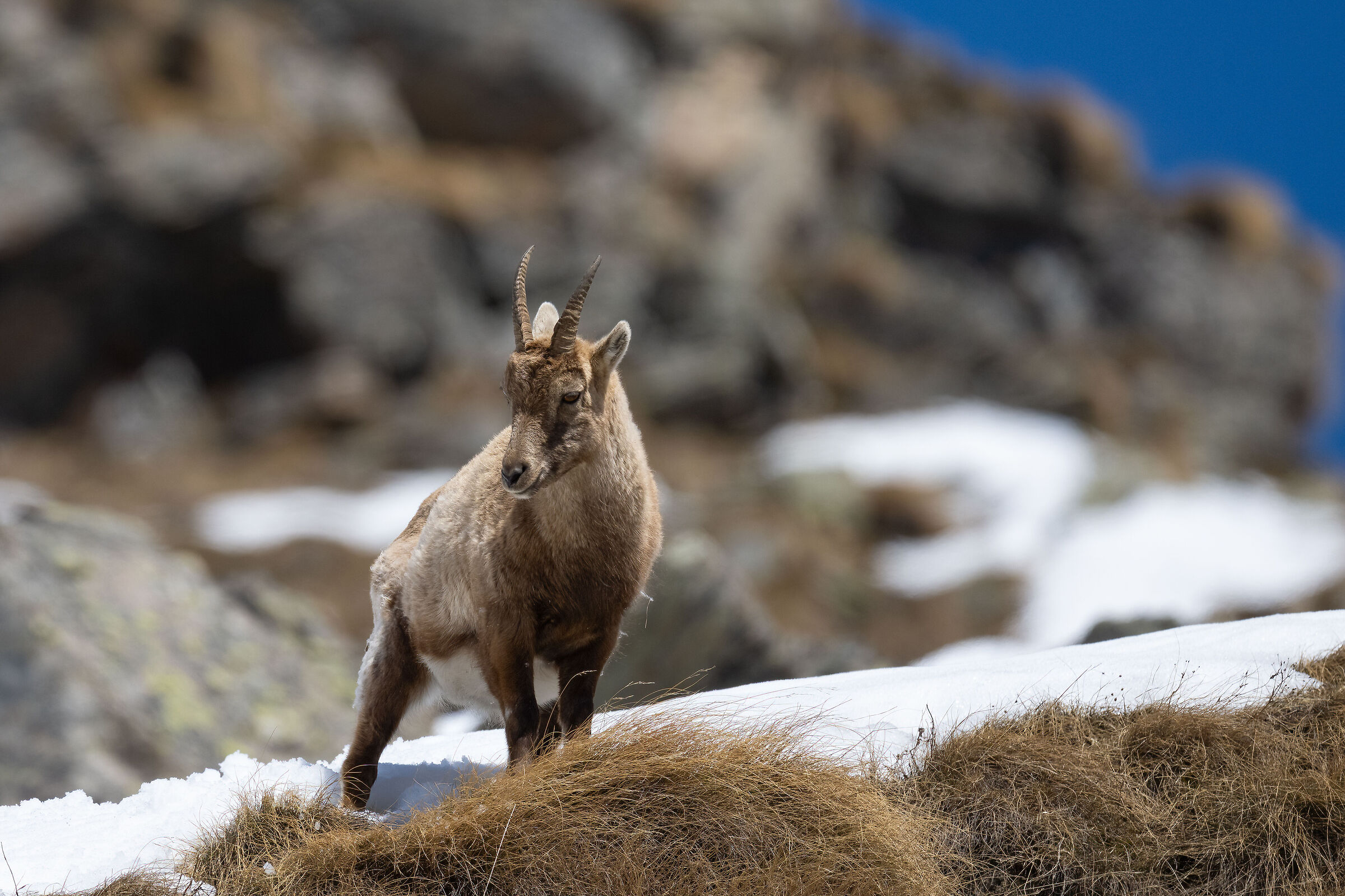 Ibex - Gran Paradiso National Park