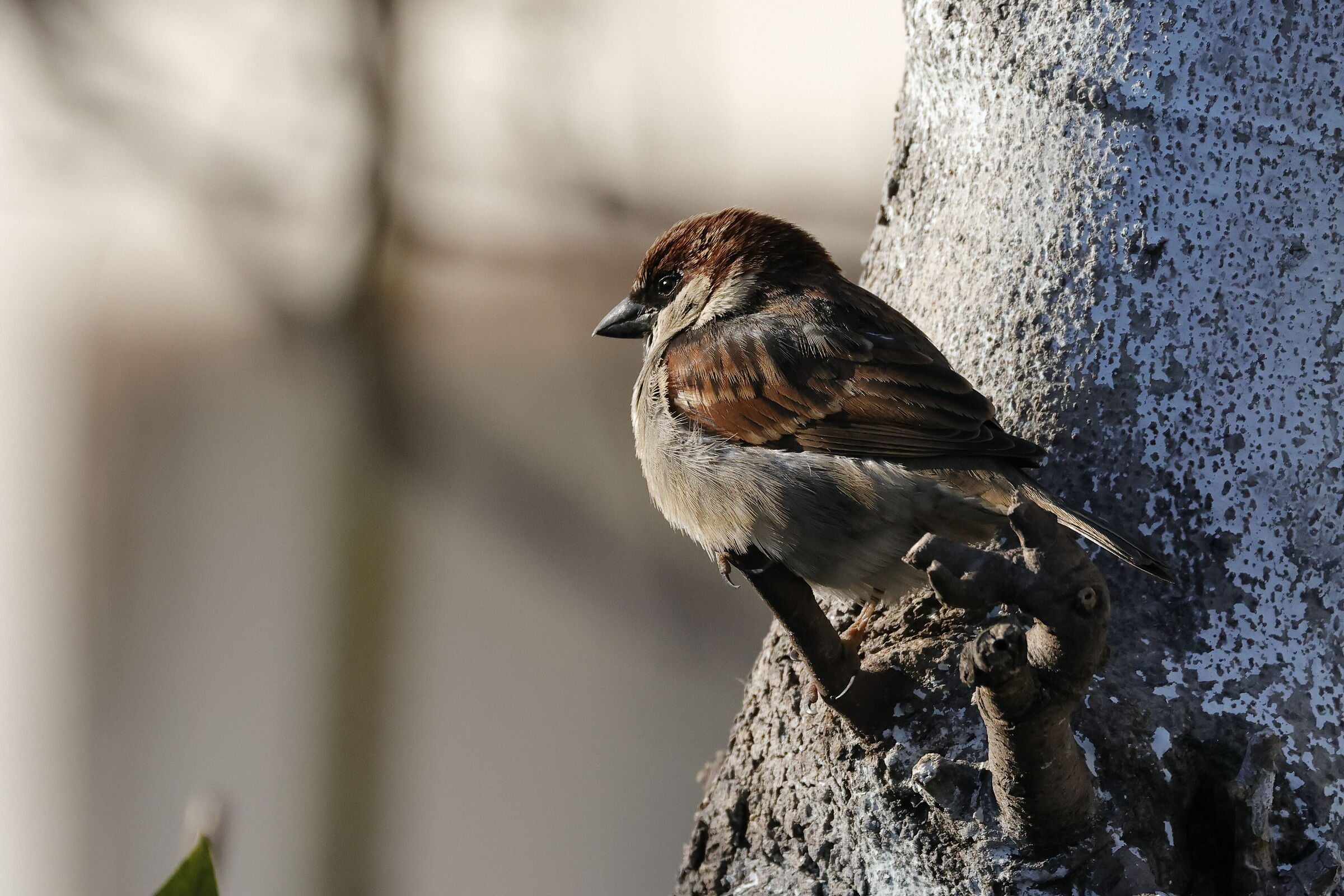 Sparrow of Italy