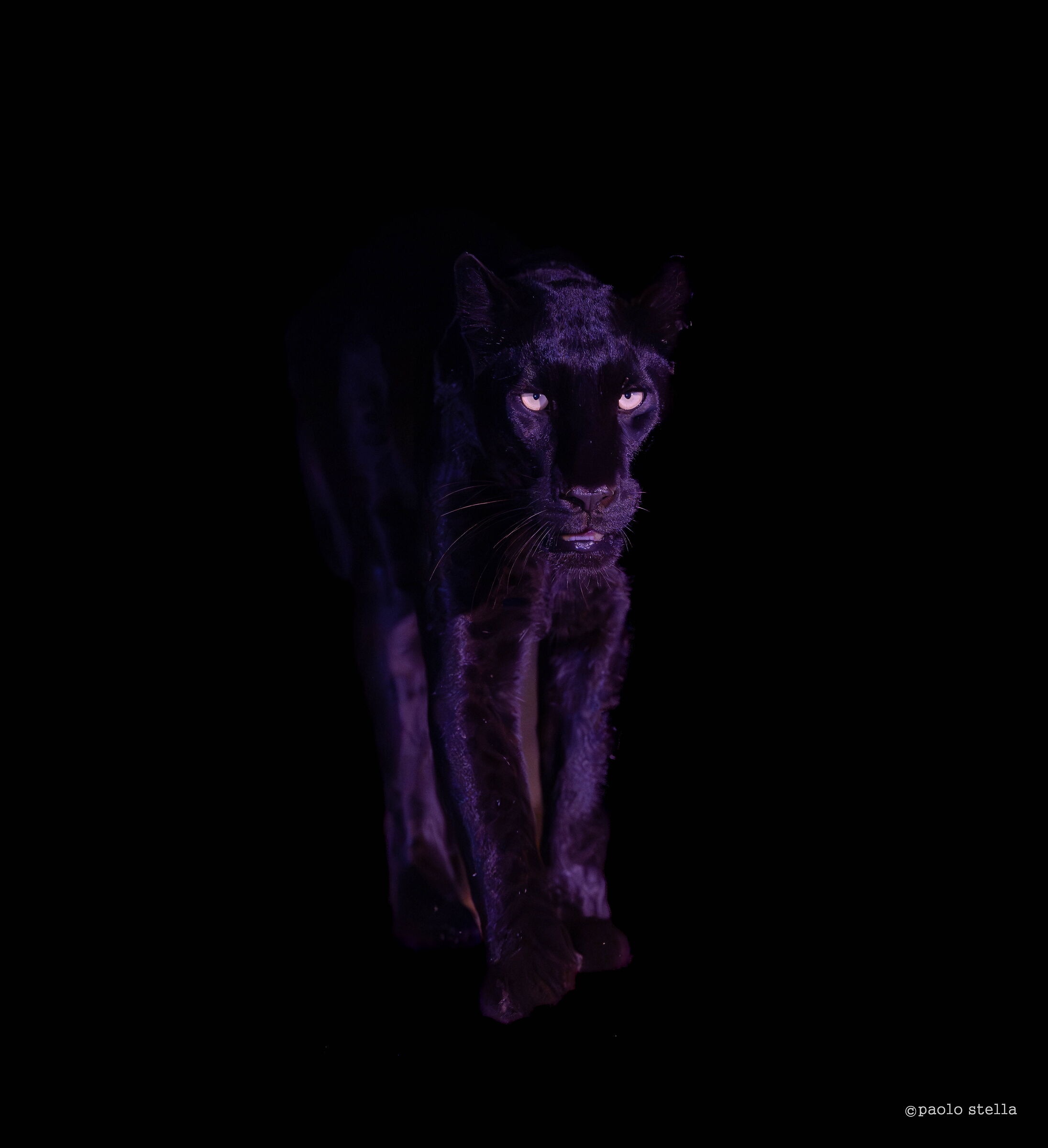 Giza the Black Leopard