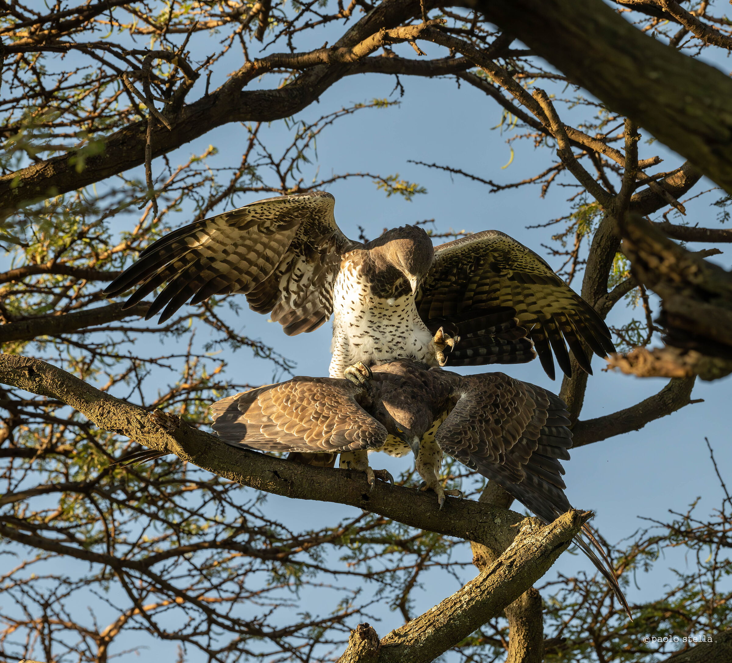 martial eagles mating