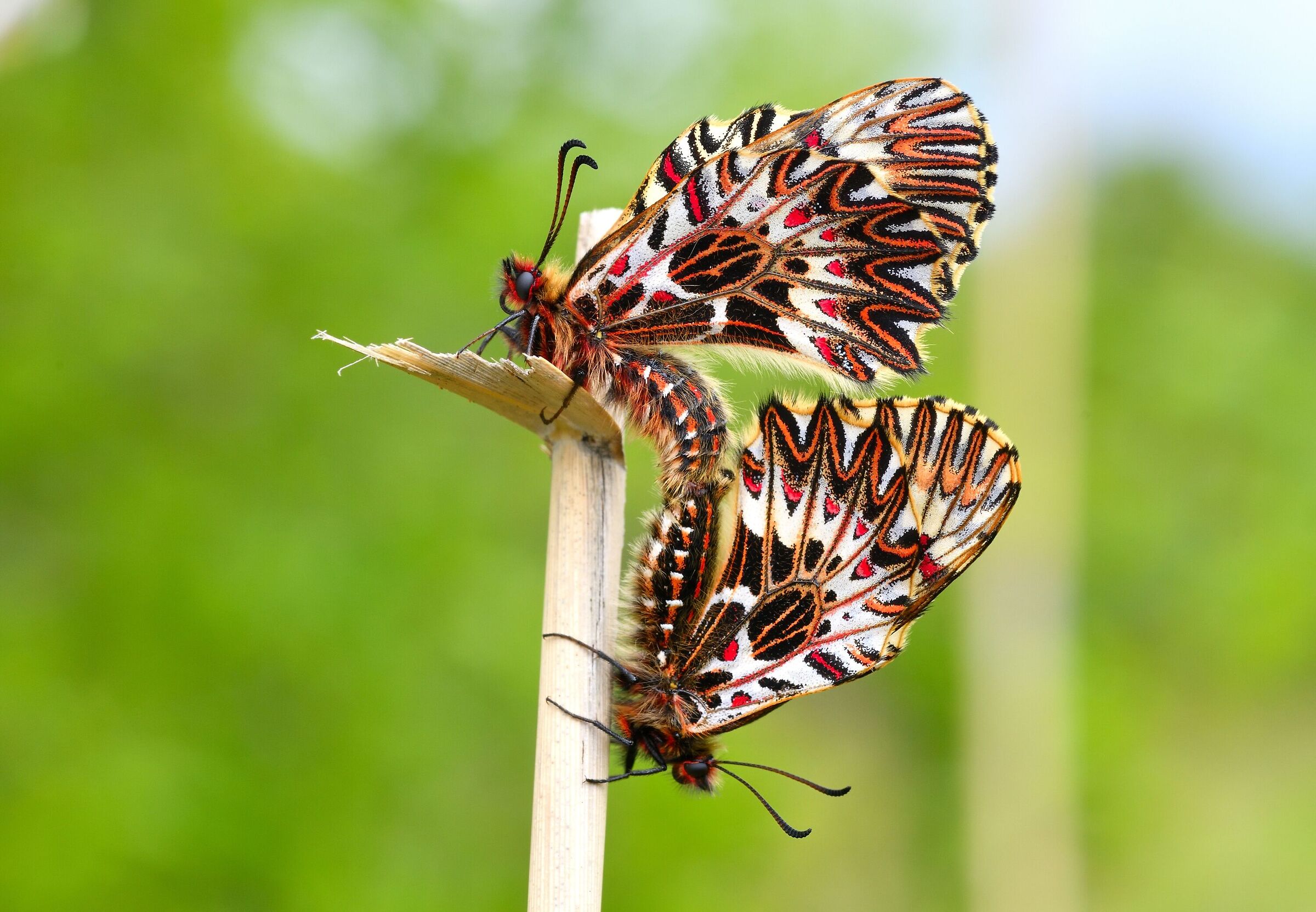 Zerynthya Polixena mating
