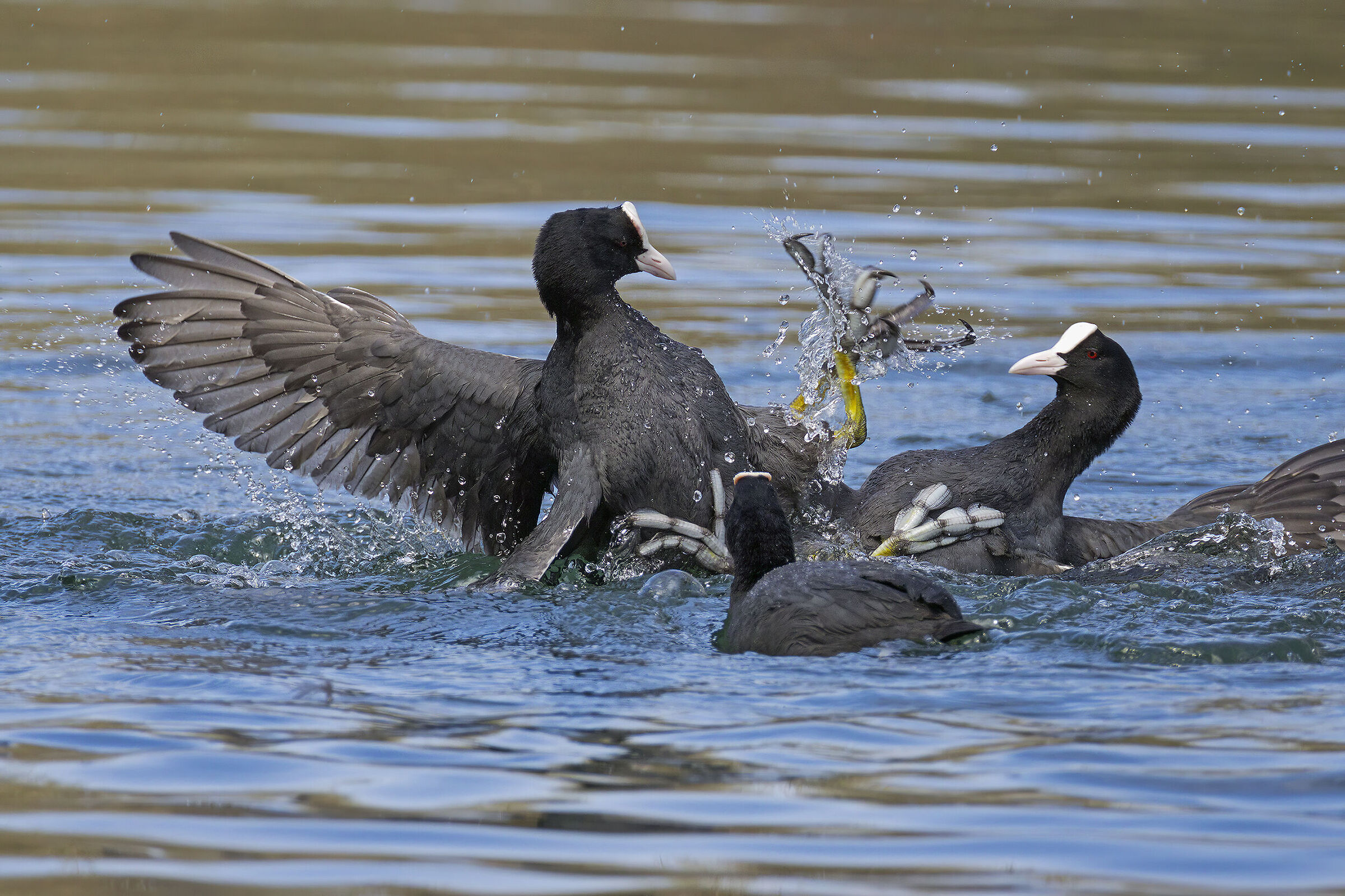 Litigious Coots