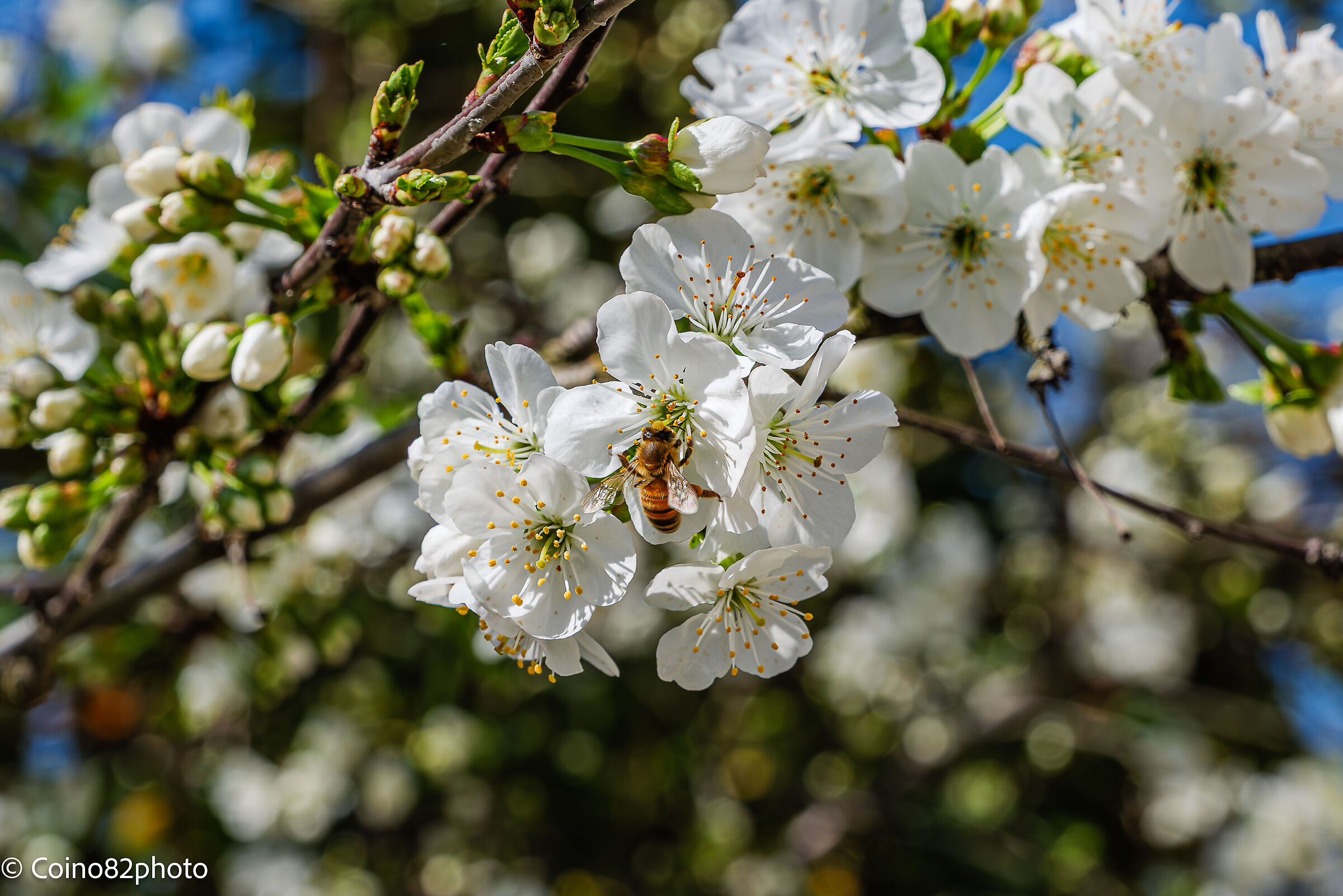 ape nei fiori di ciliegio