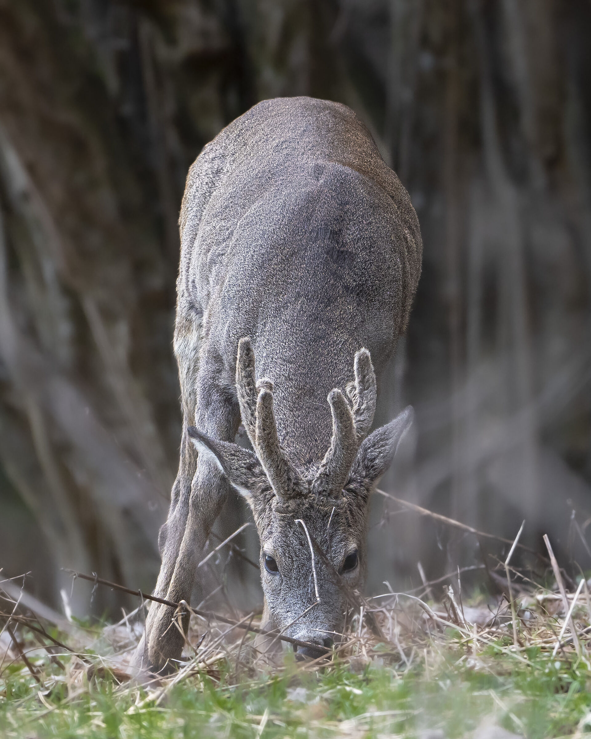 Roe deer