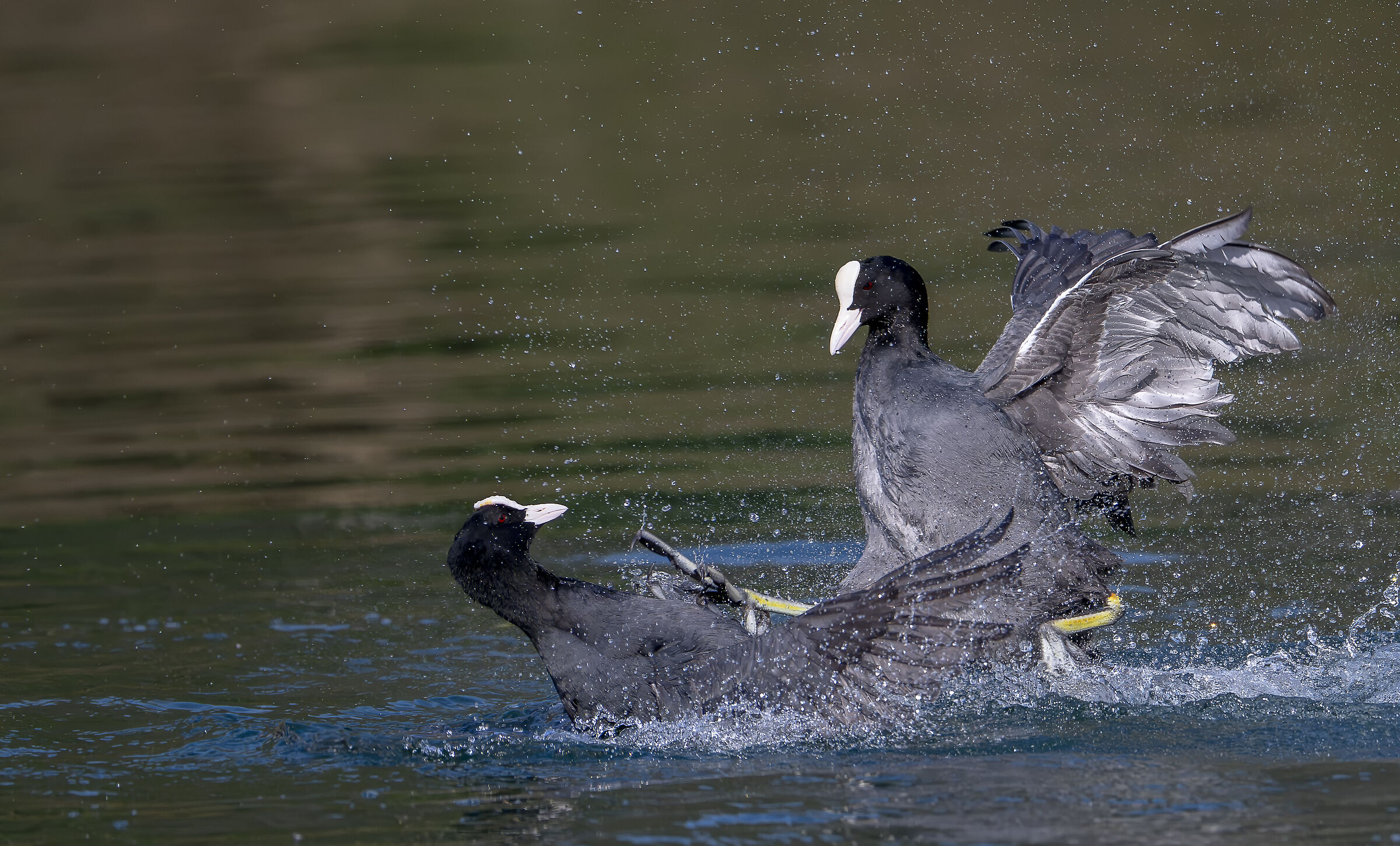 Coots