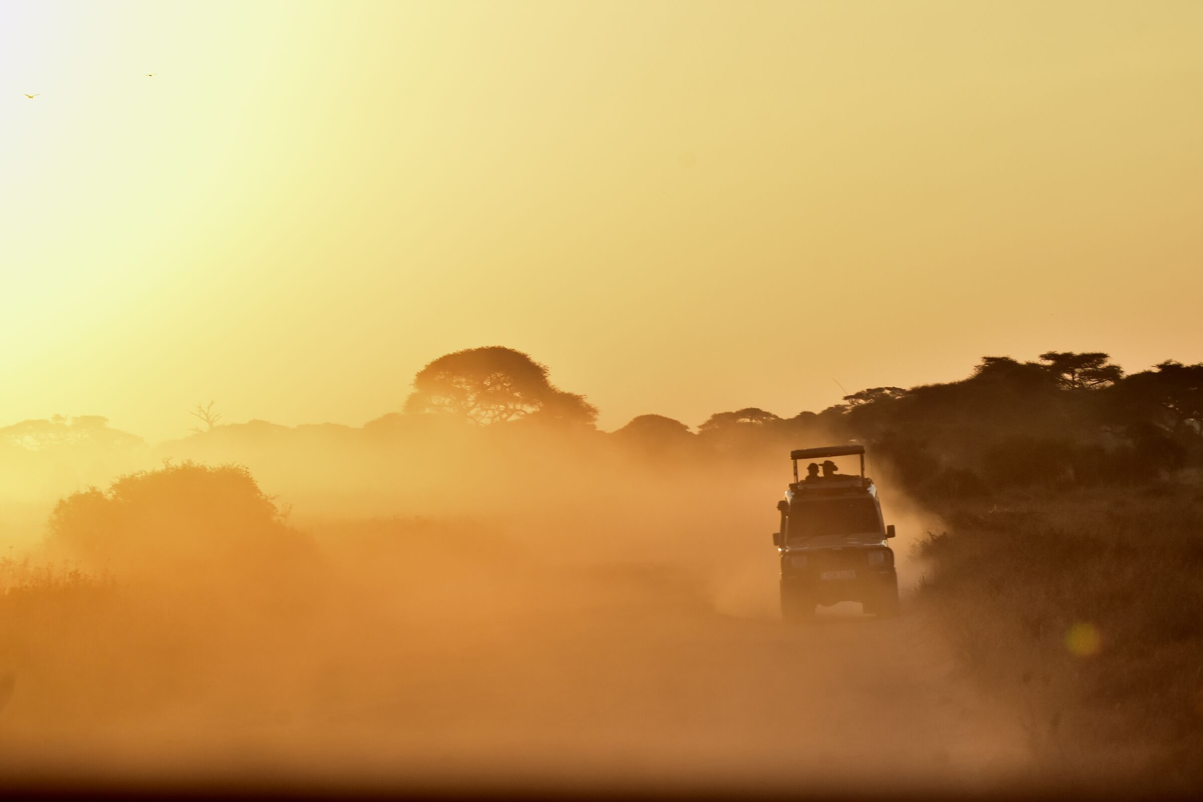 Safari
