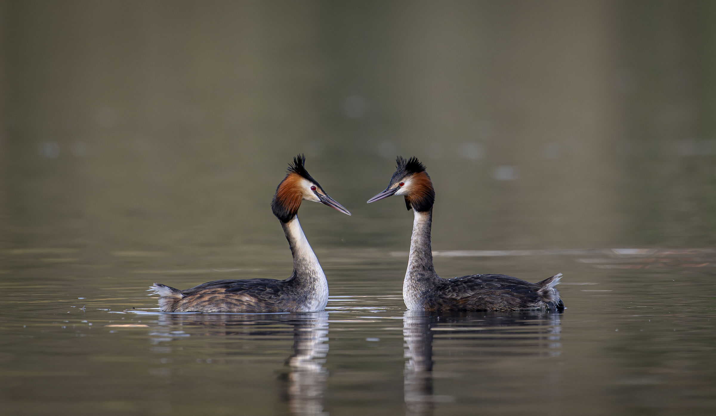 Grebes