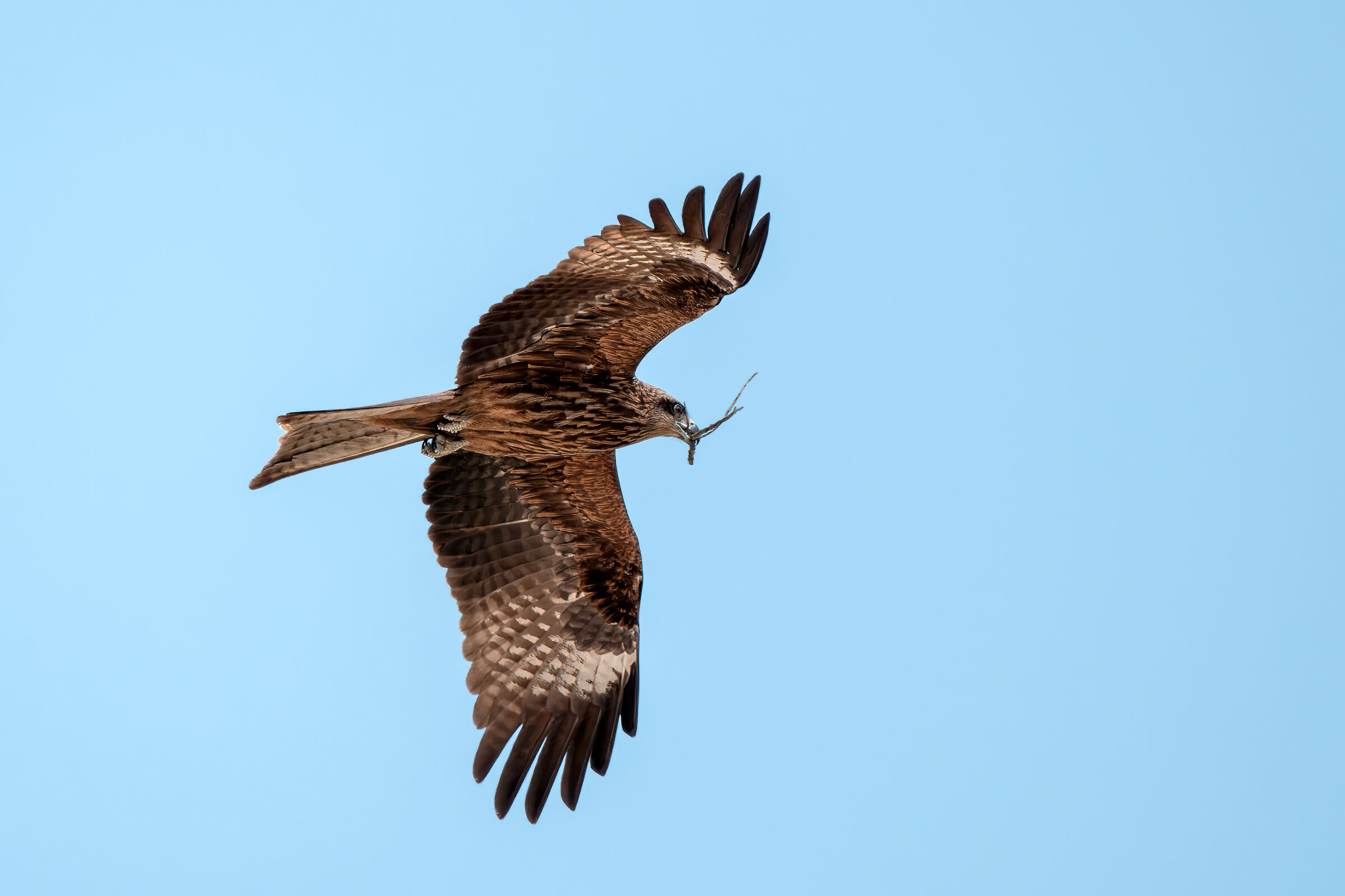 Milvus migrans (Black Kite) with twig