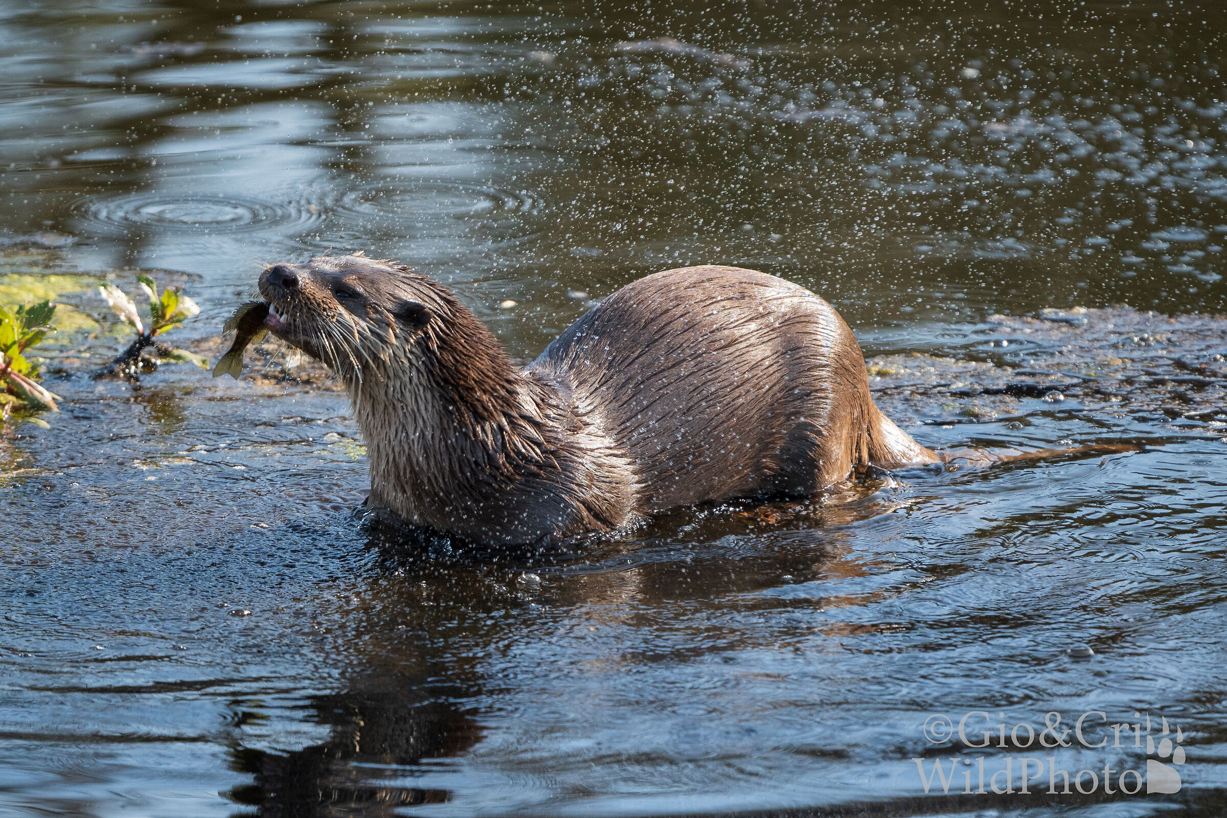 Eurasian otter