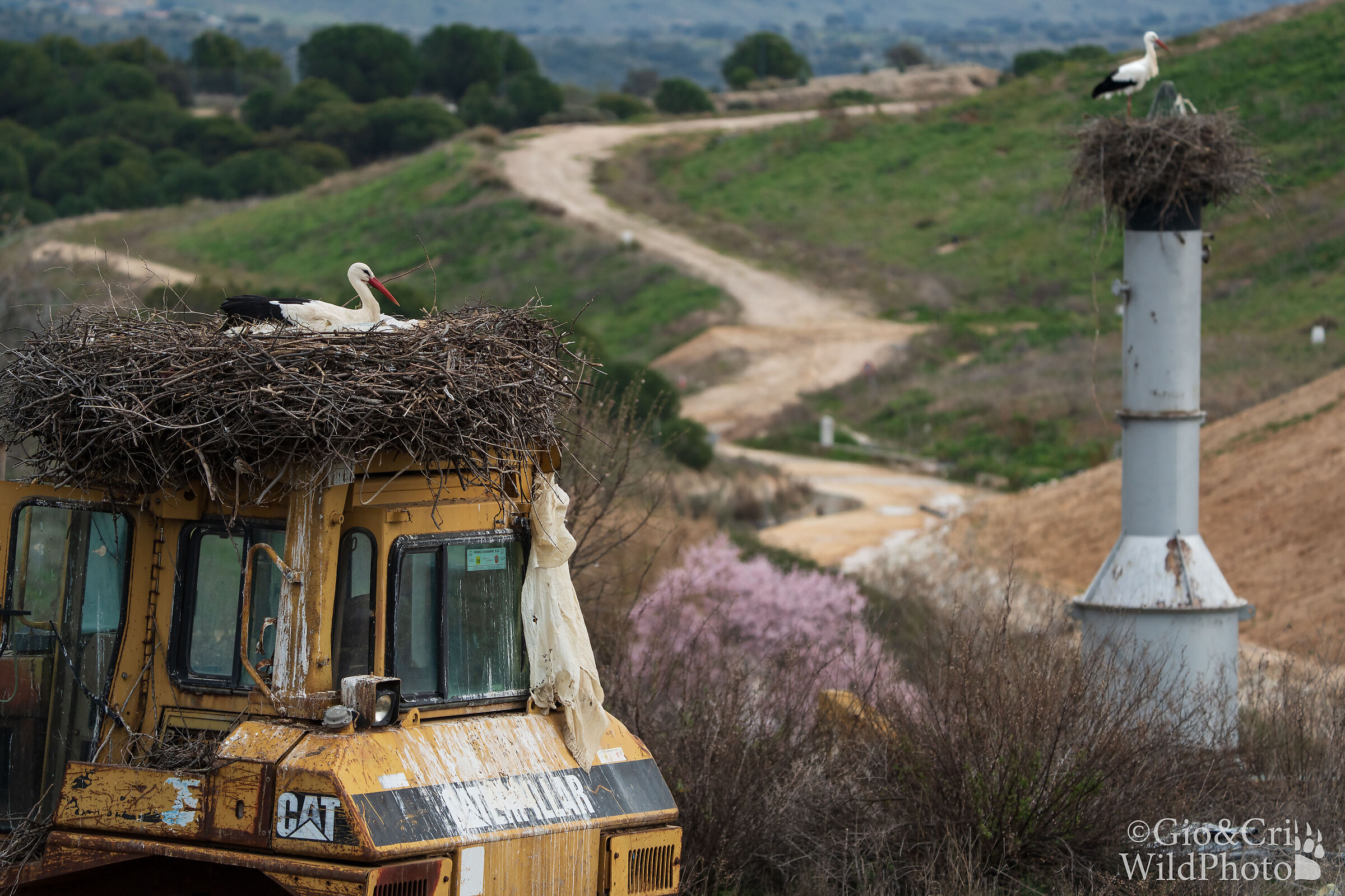 Madrid storks