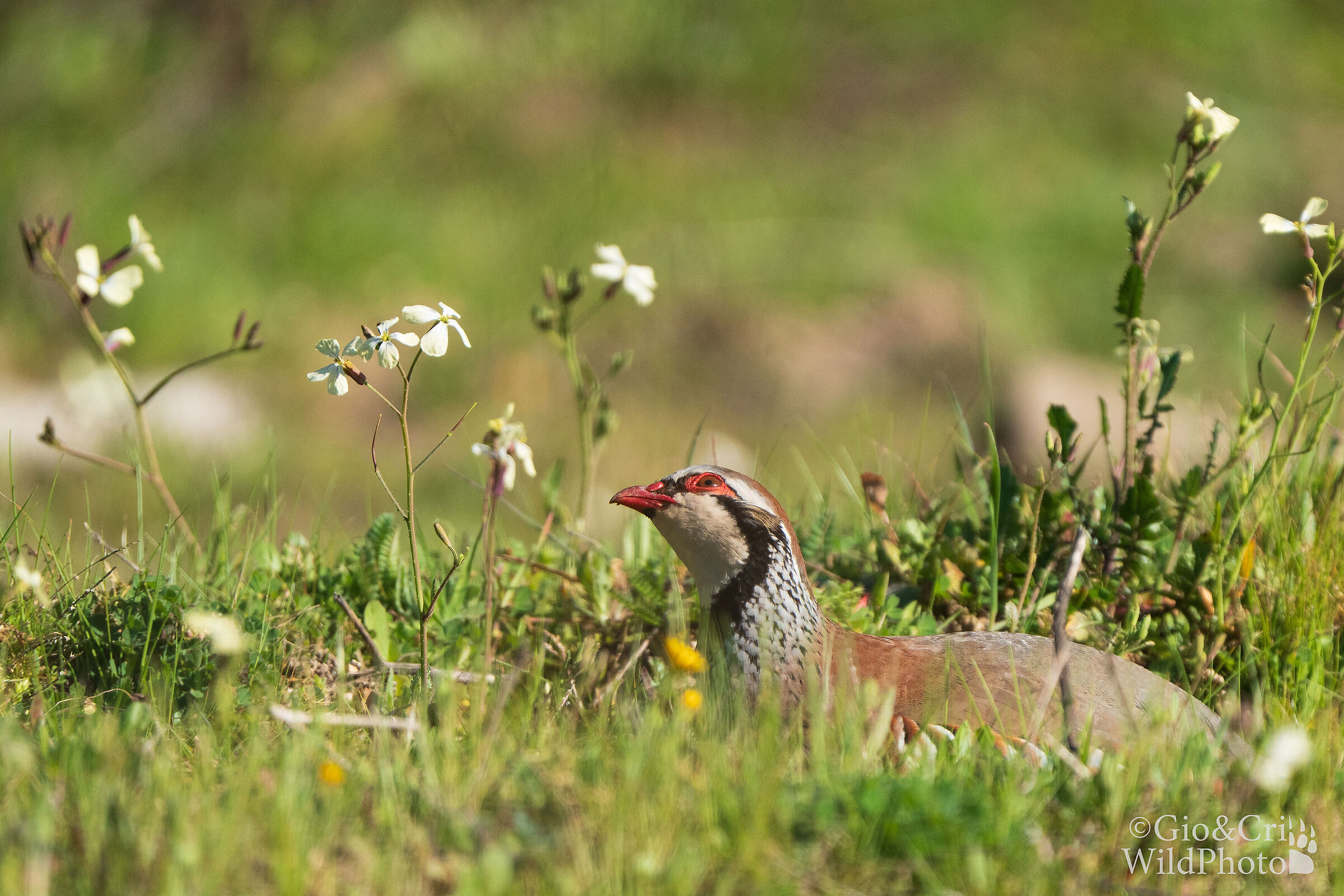 Red partridge