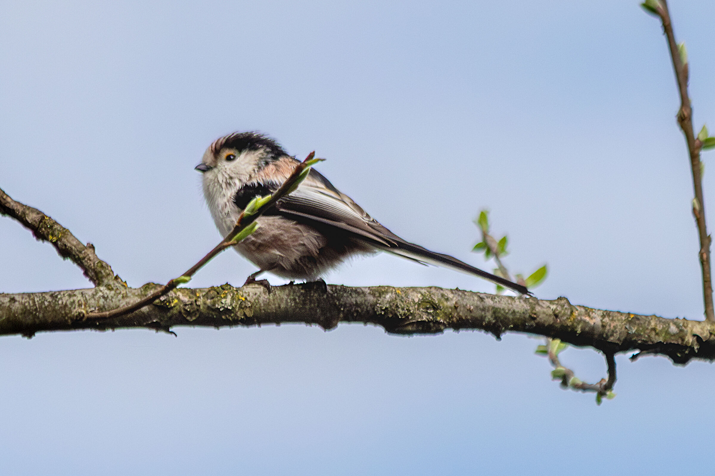 Codibùgnolo (Aegithalos caudatus)