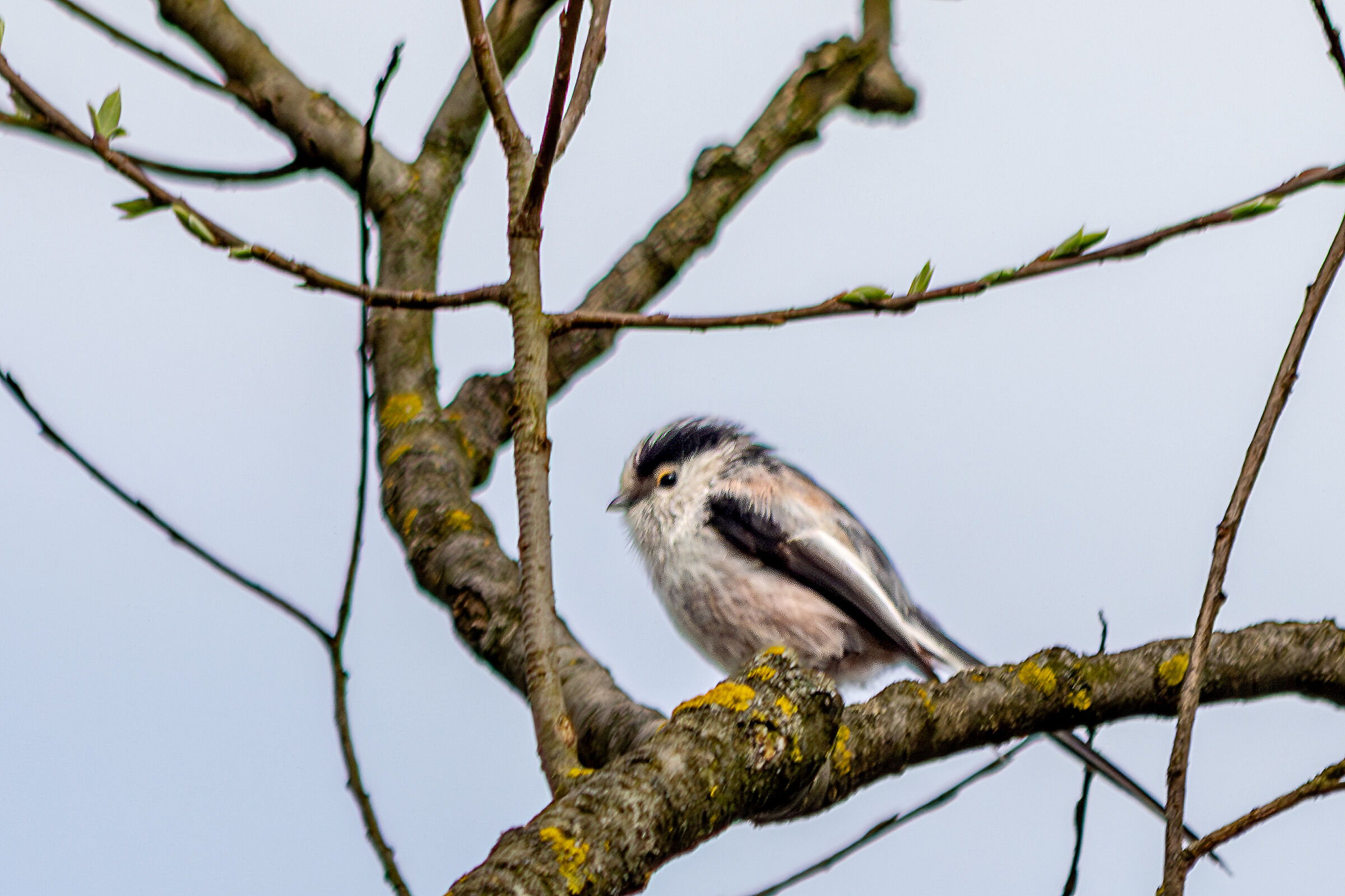 Codibùgnolo (Aegithalos caudatus)