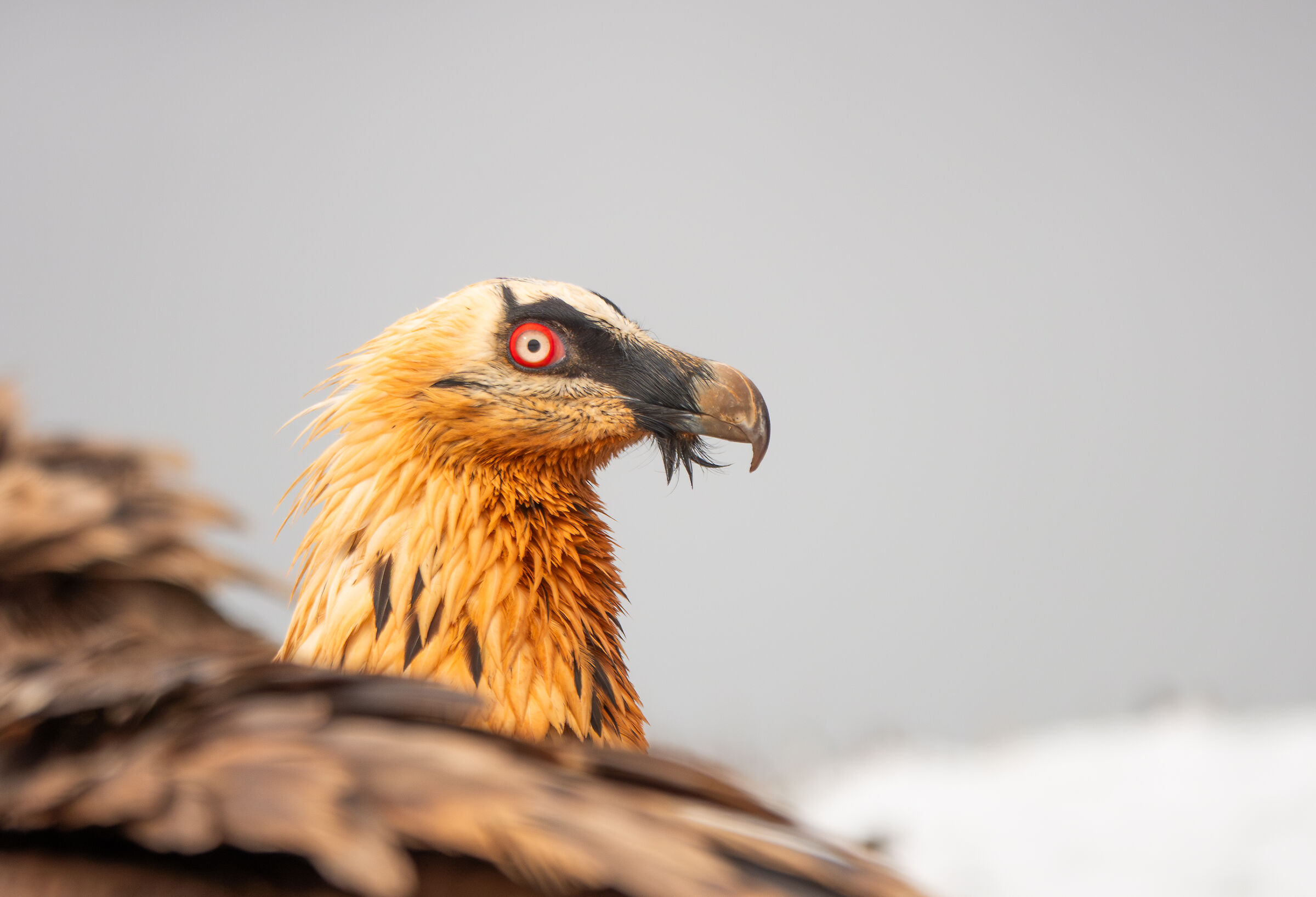 Bearded vulture