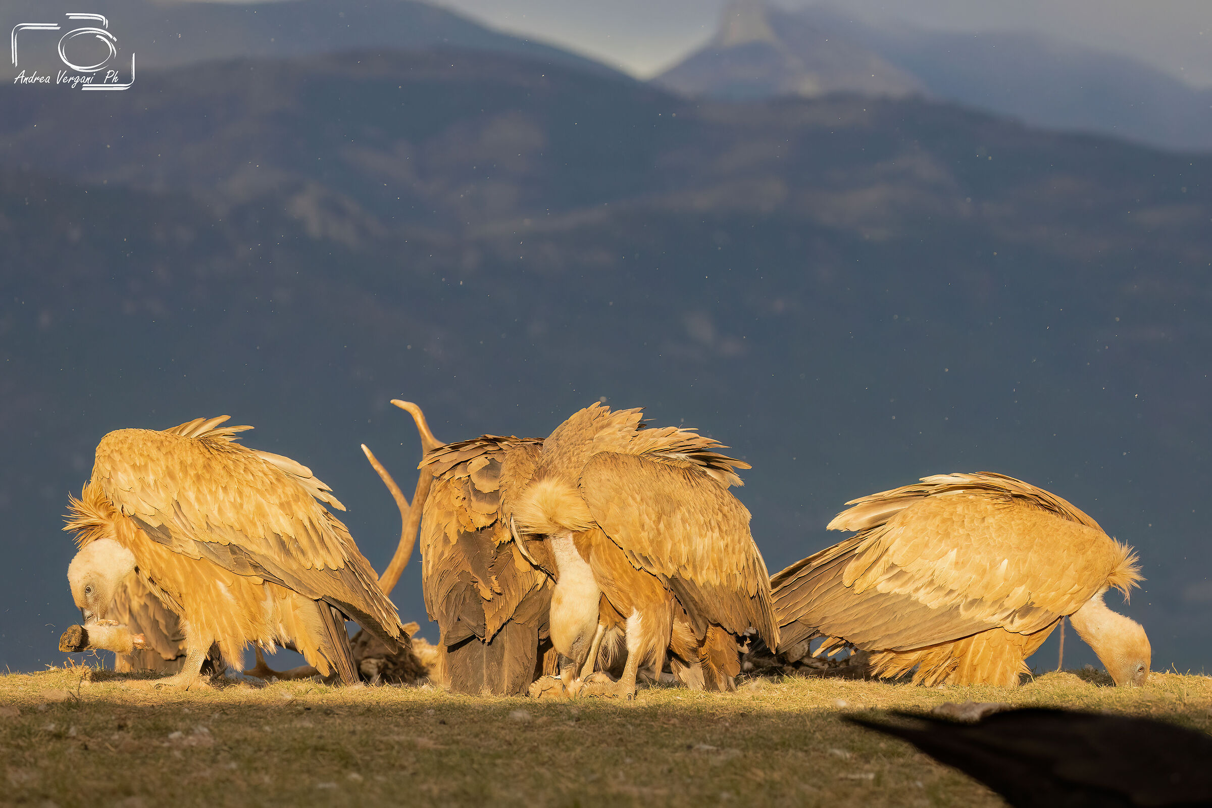 Grifoni alle prime luci del mattino