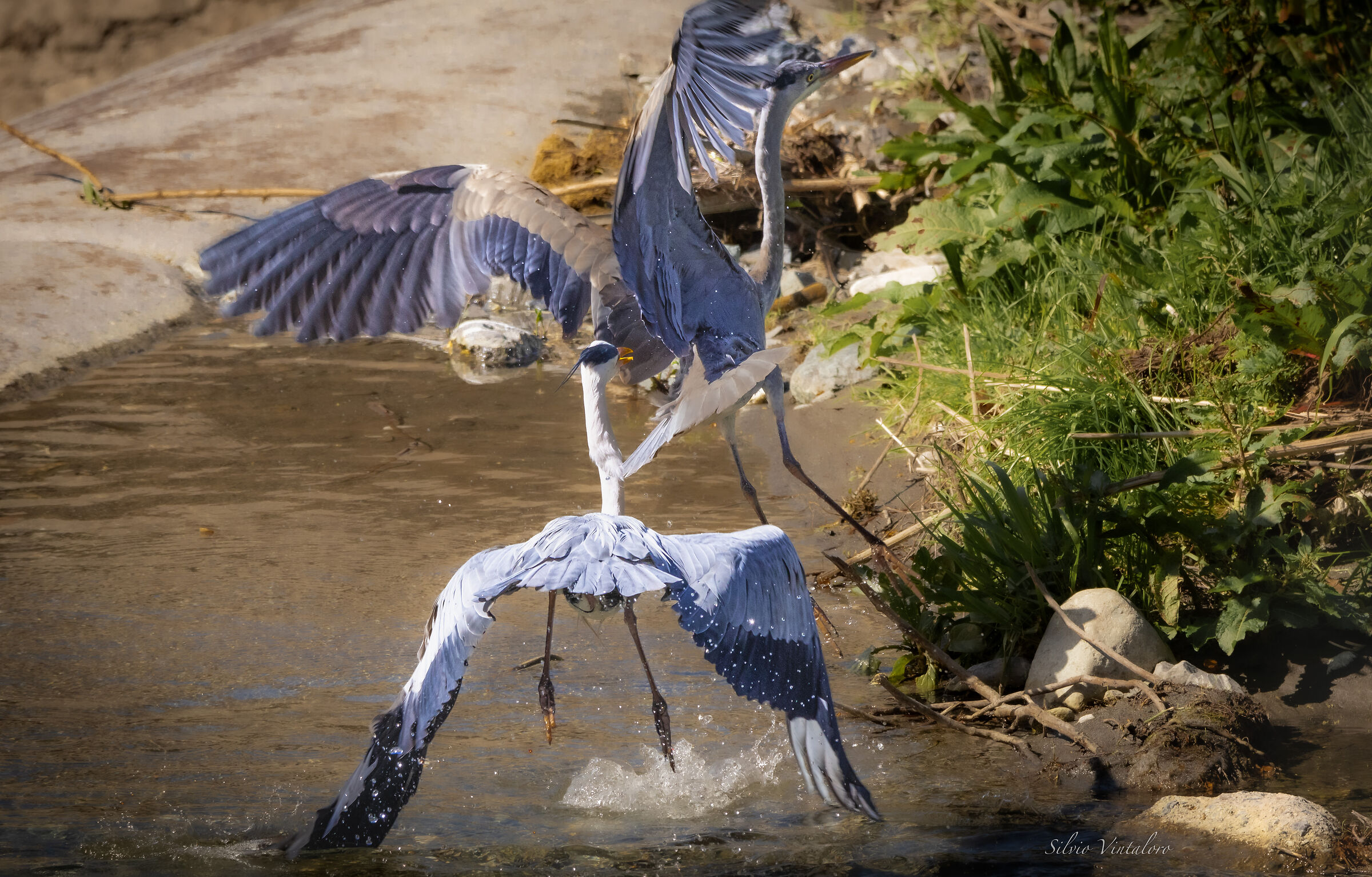 Clash of Herons