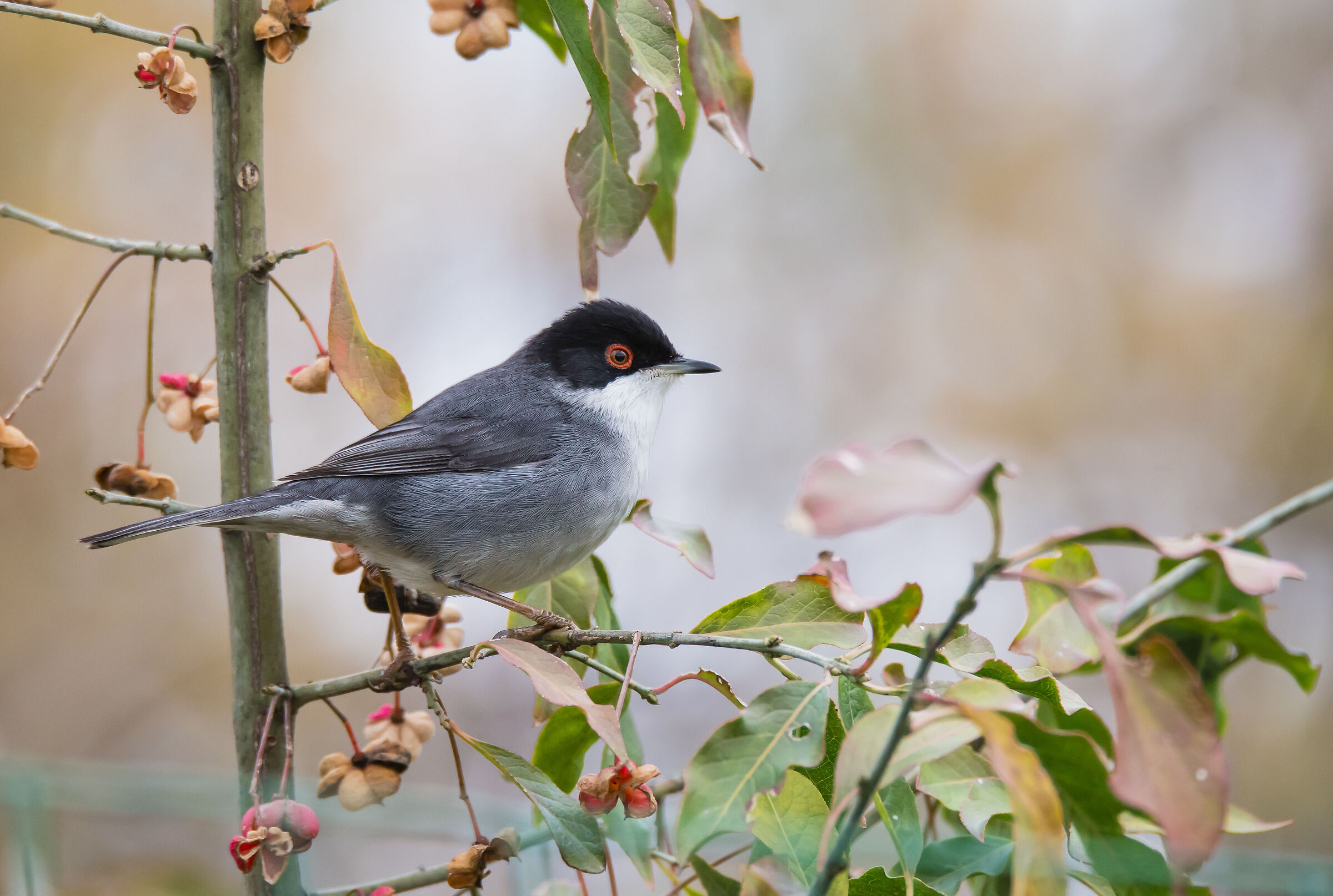Sardinian warbler