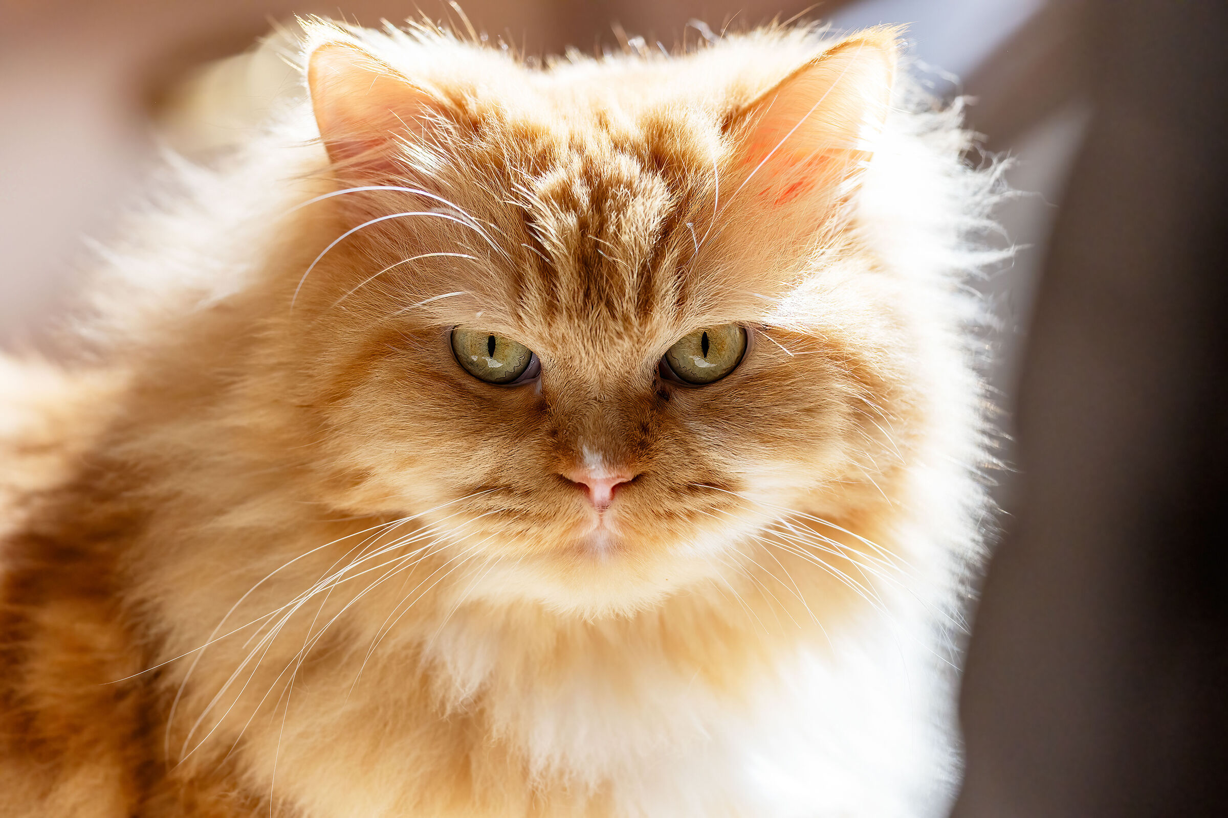 Teso' the kind giant