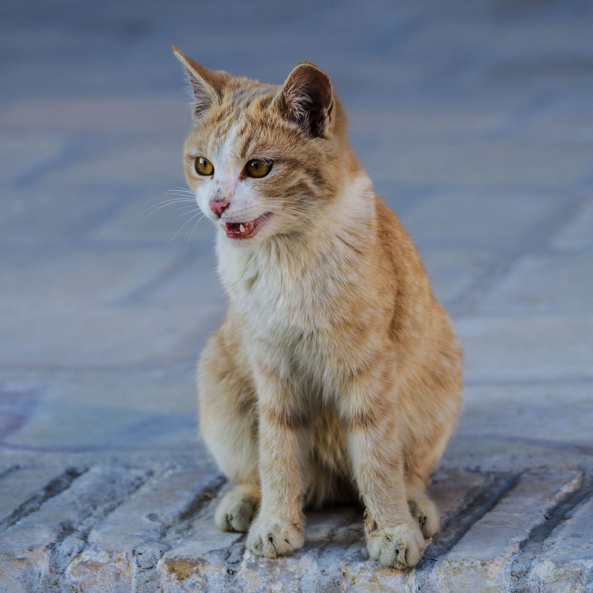 Uzbekistan 2025 - Bukhara (33)