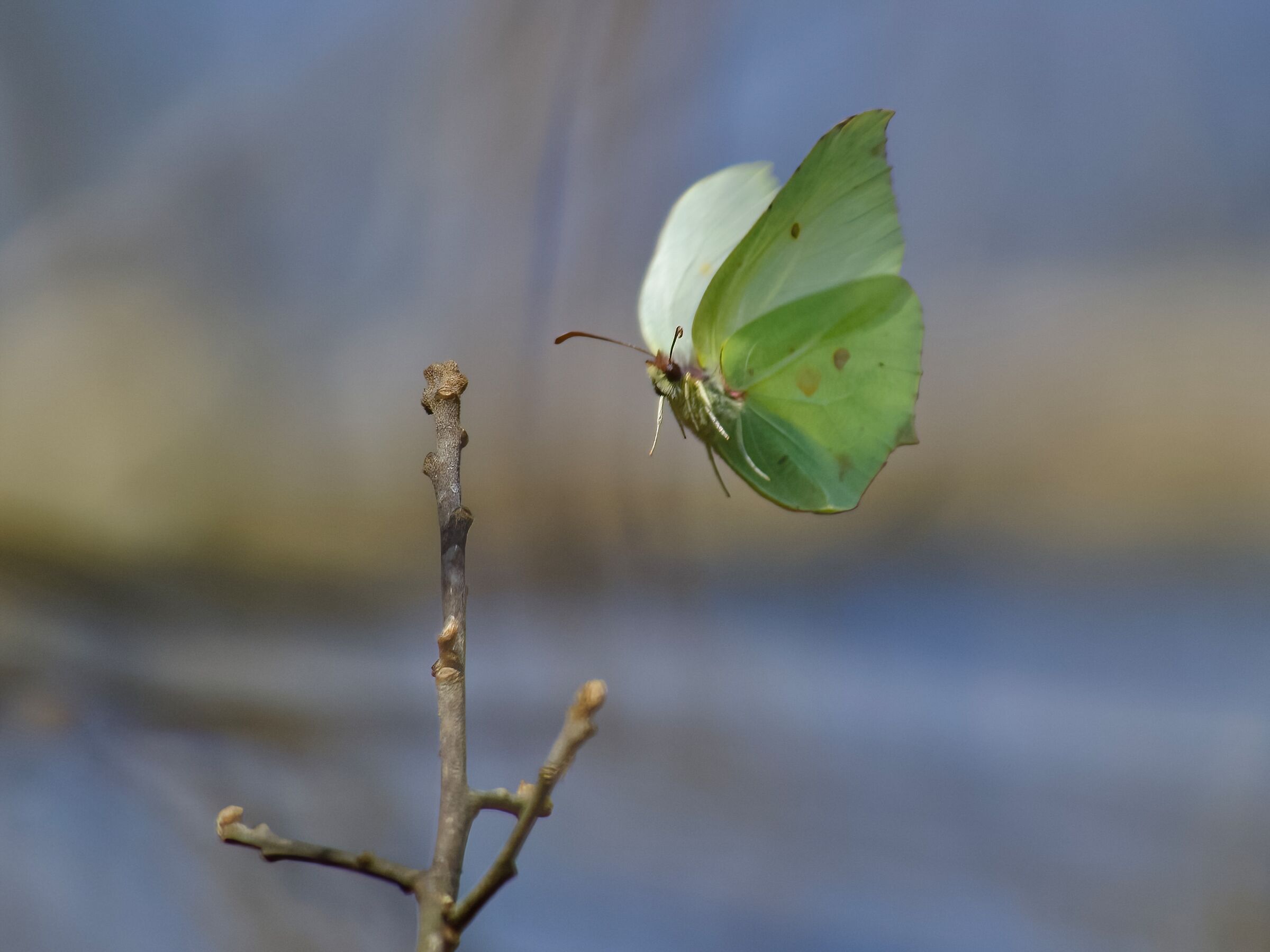 Gonepteryx rhamni