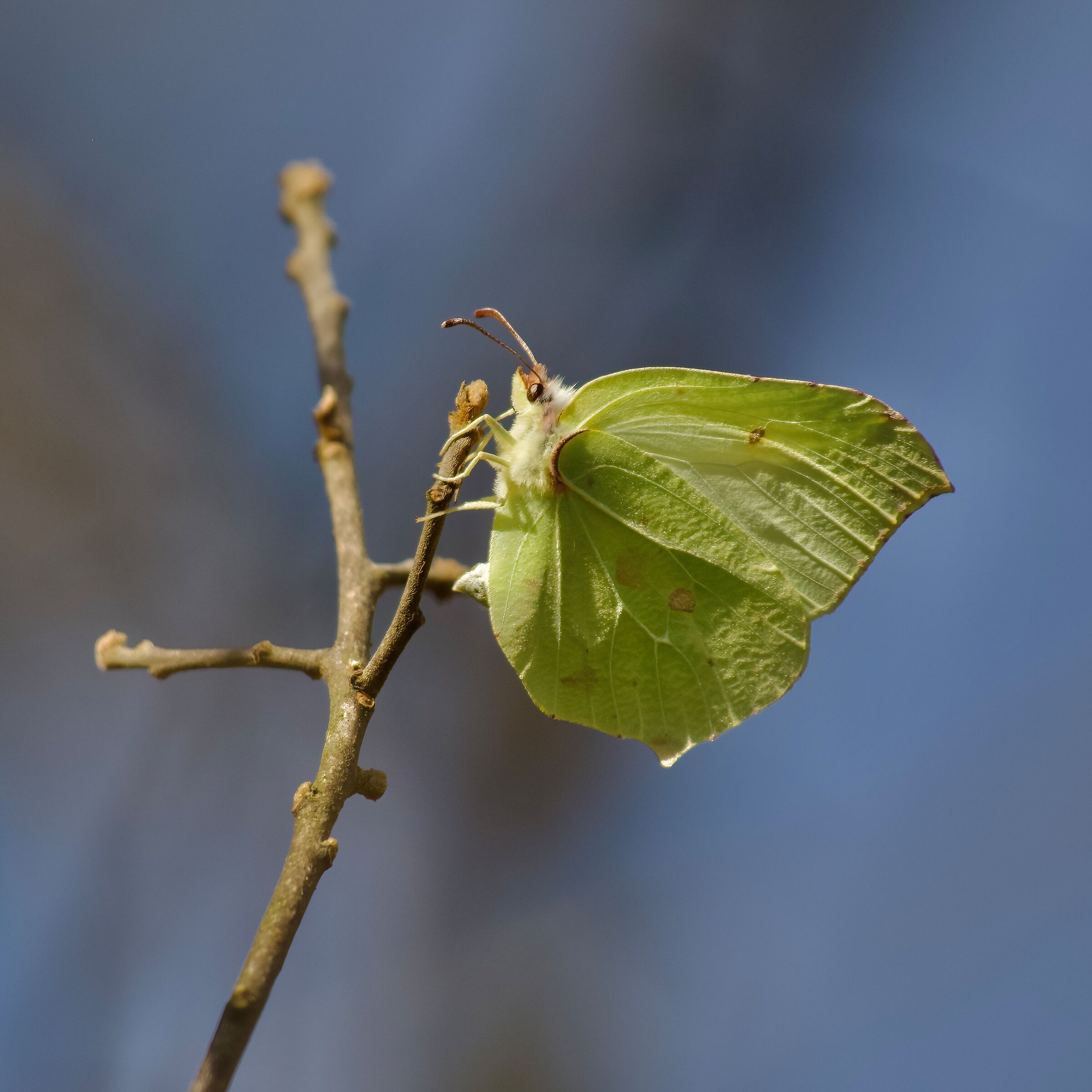 Gonepteryx ramni