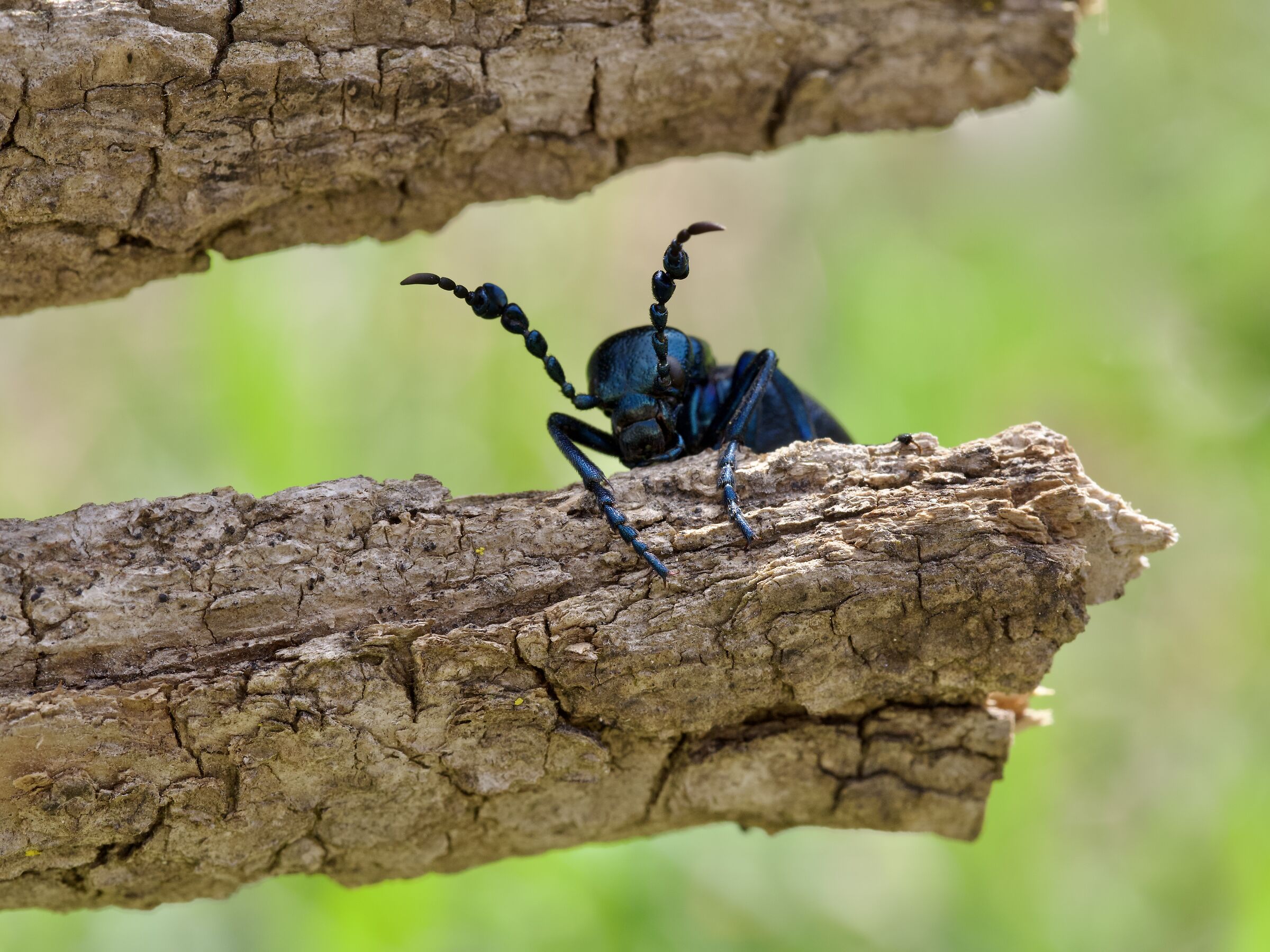 Meloe proscarabaeus (maschio)