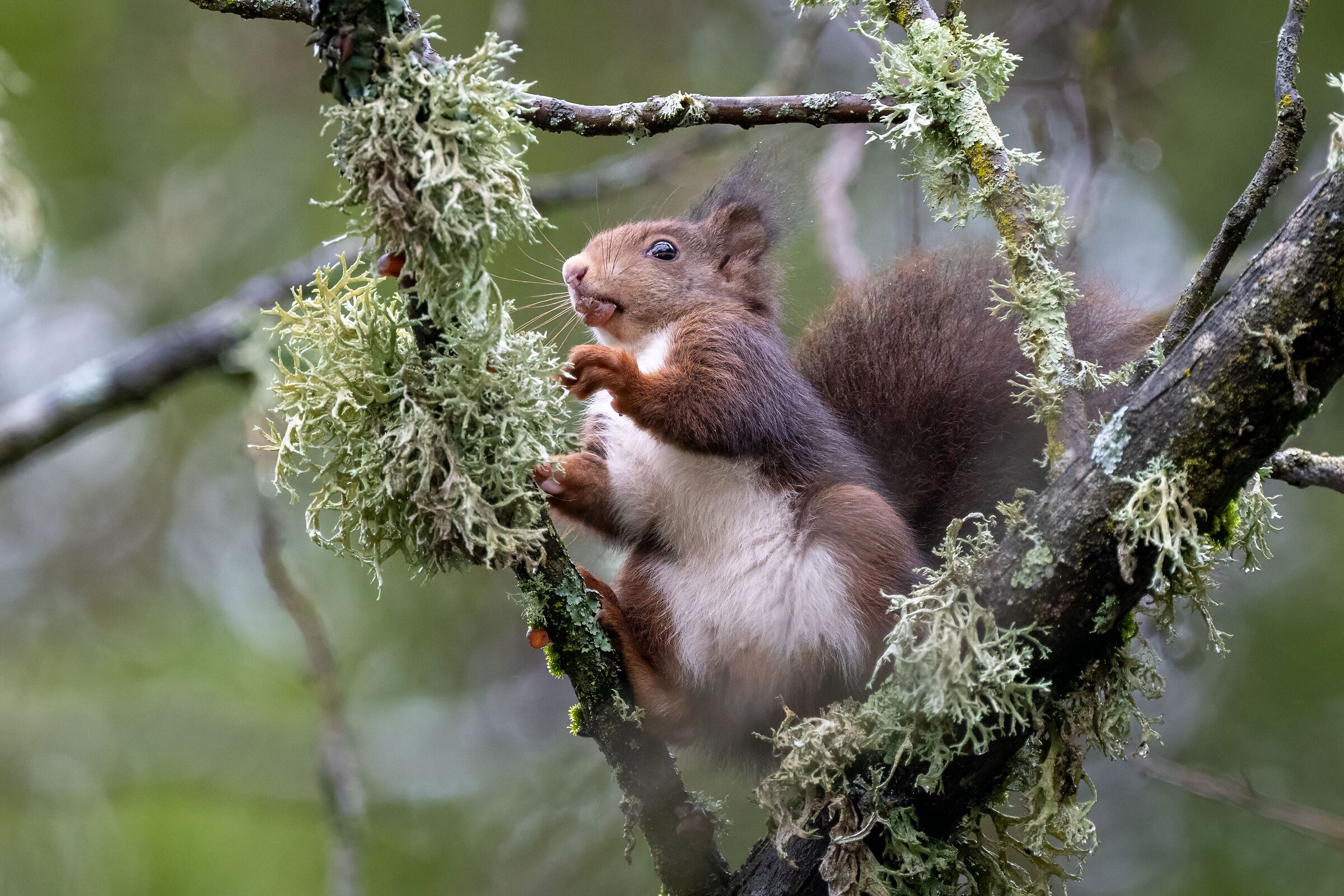 Red squirrel