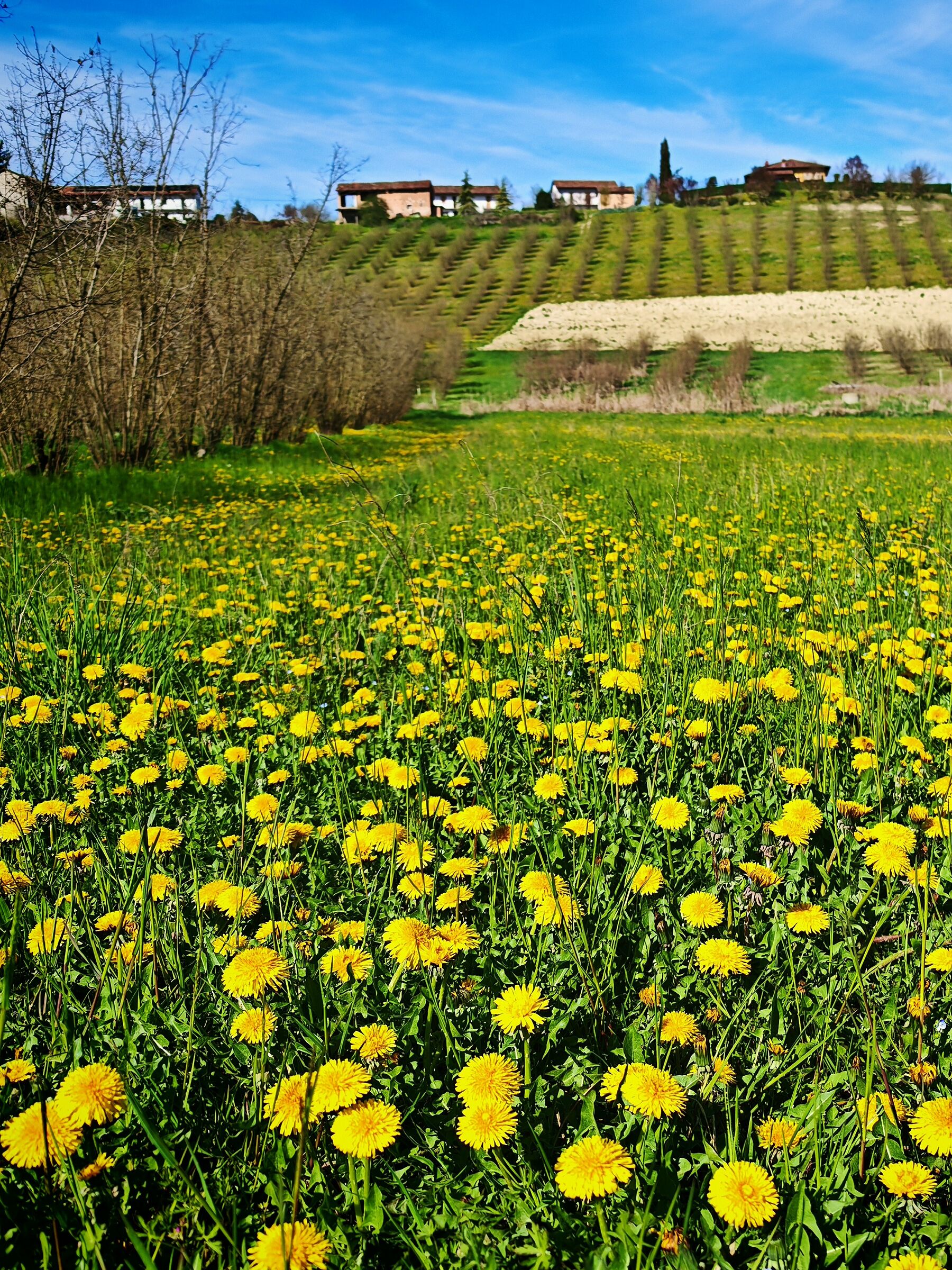 Yellow dots